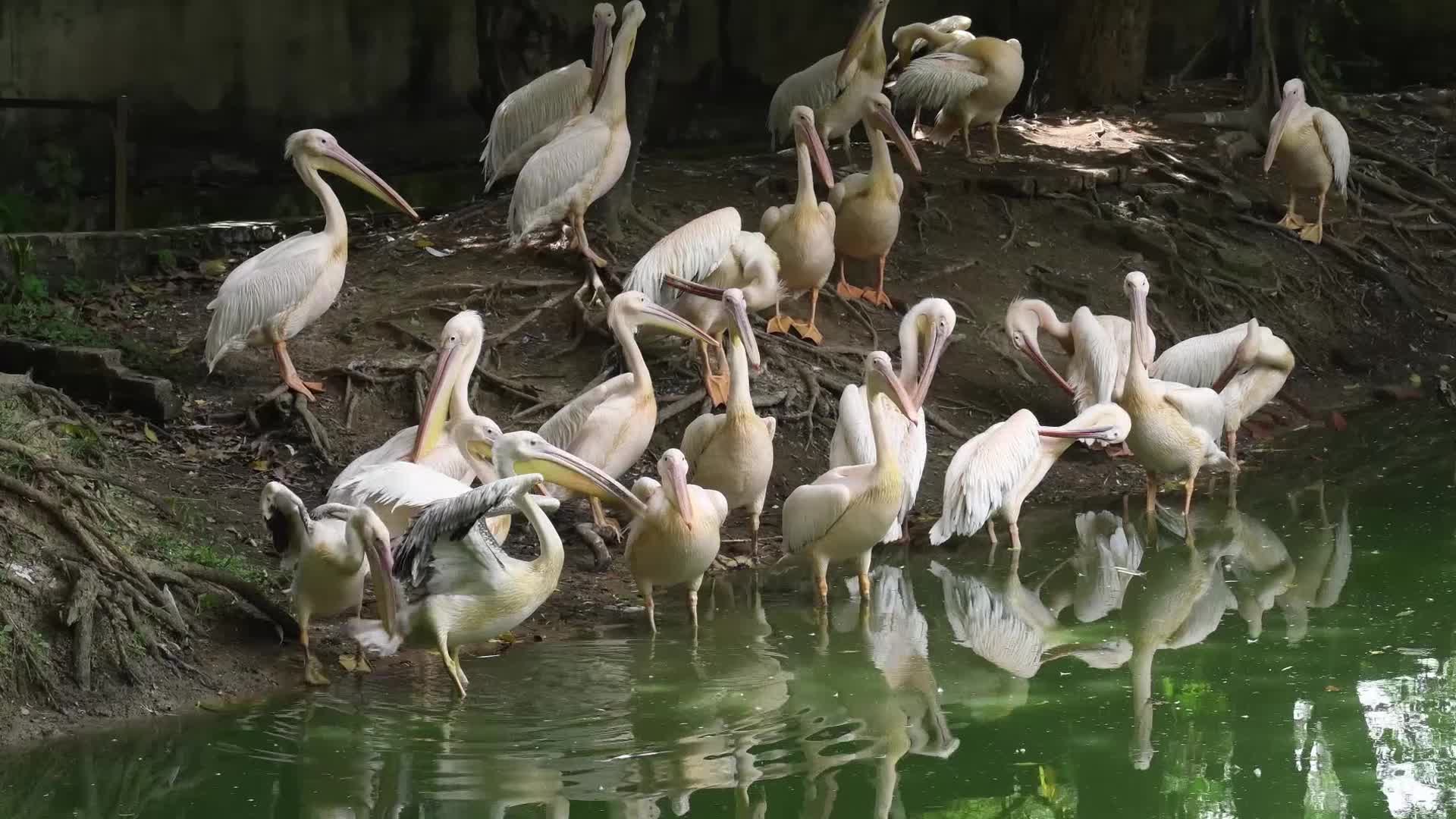 Assam State Zoo Botanical Garden in India