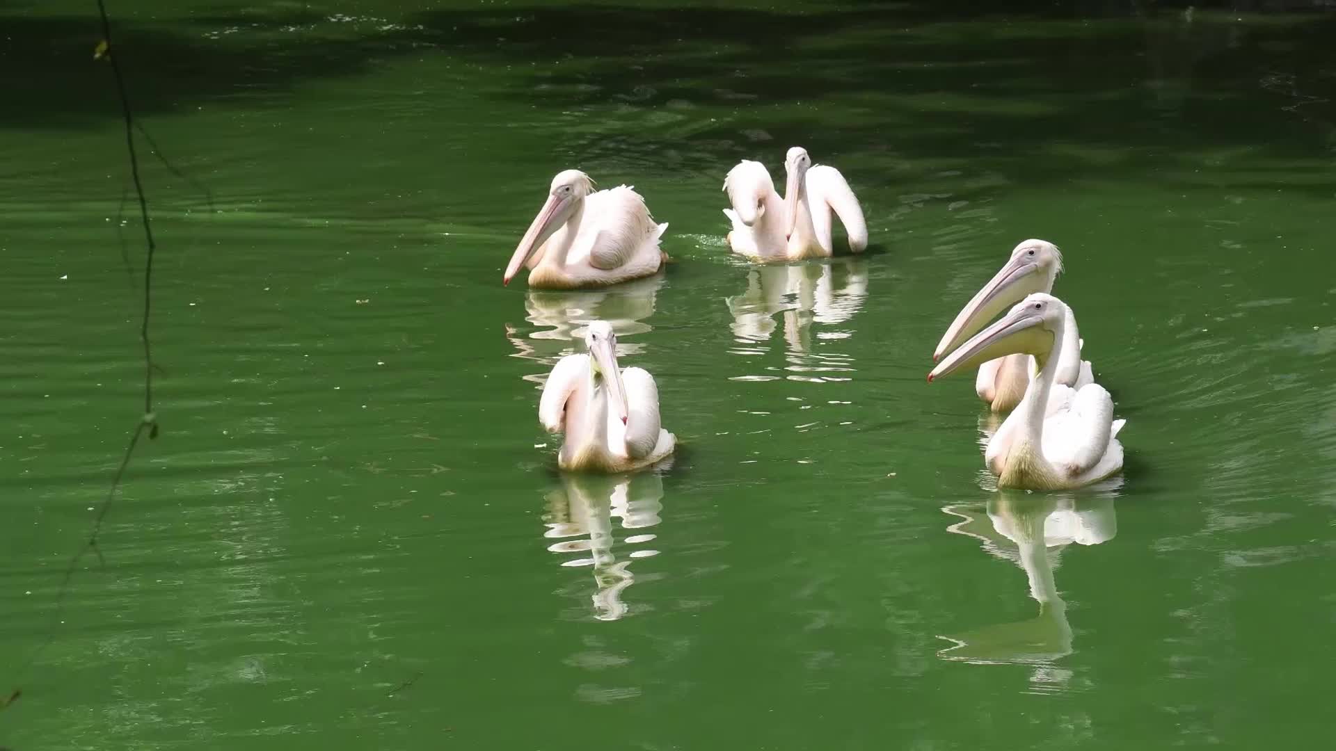 Assam State Zoo Botanical Garden in India