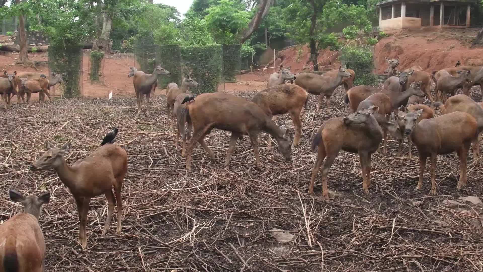 Assam State Zoo Botanical Garden in India