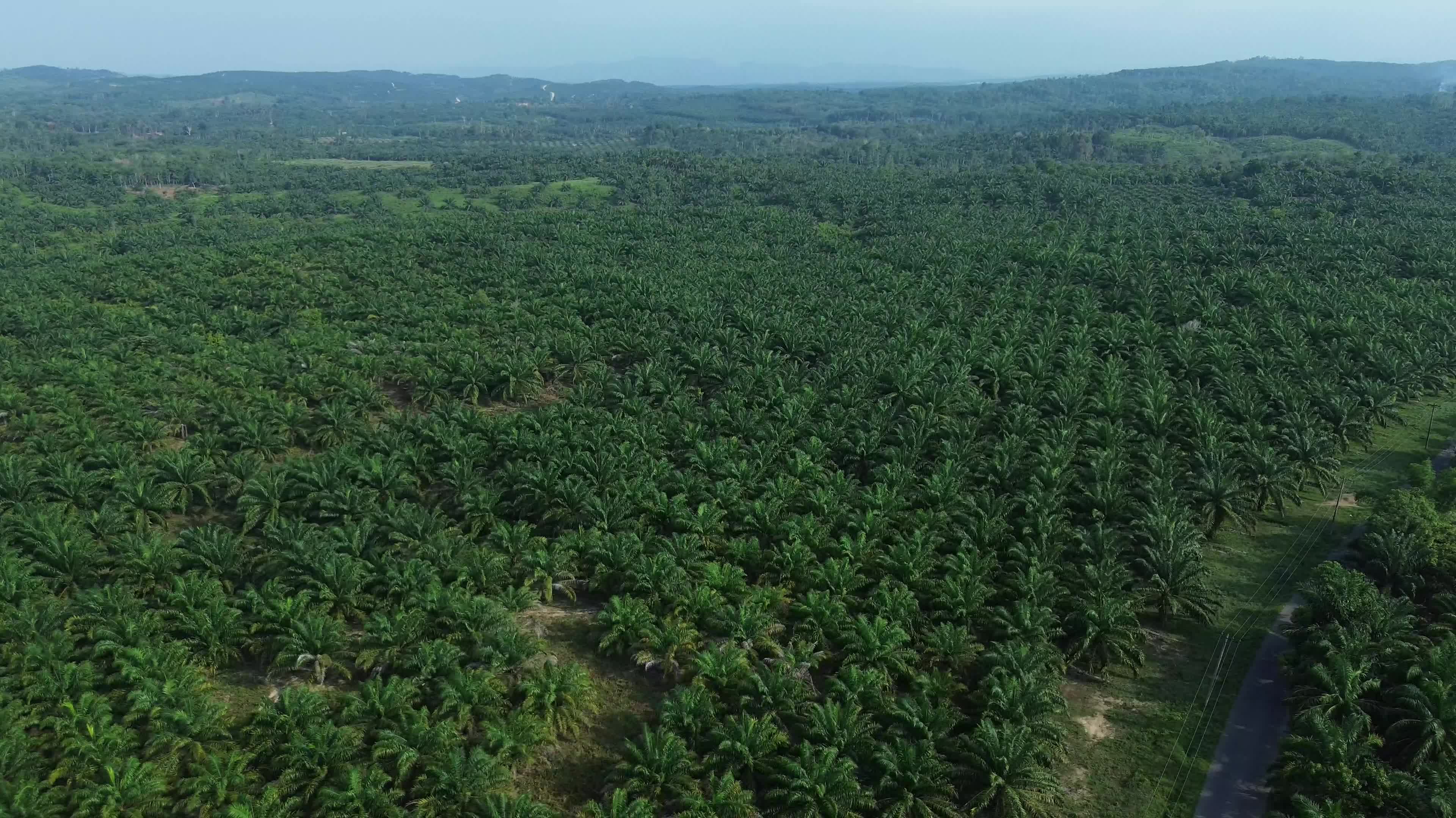 Aerial View of Palm Oil Plantations in Aceh