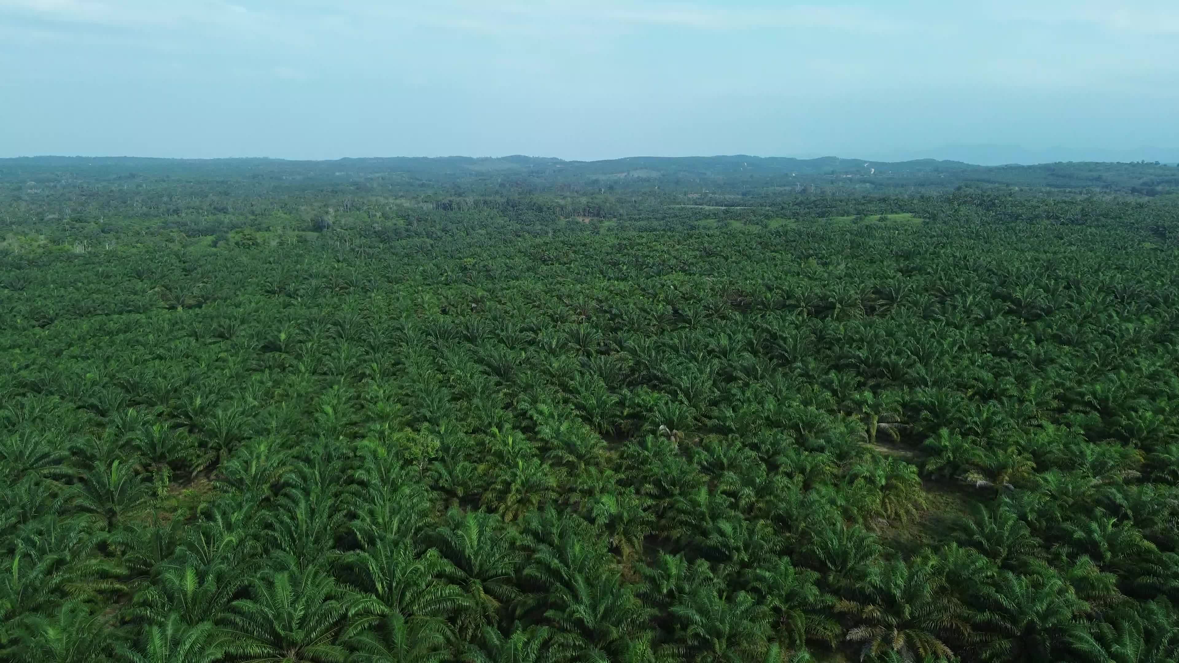 Aerial View of Palm Oil Plantations in Aceh