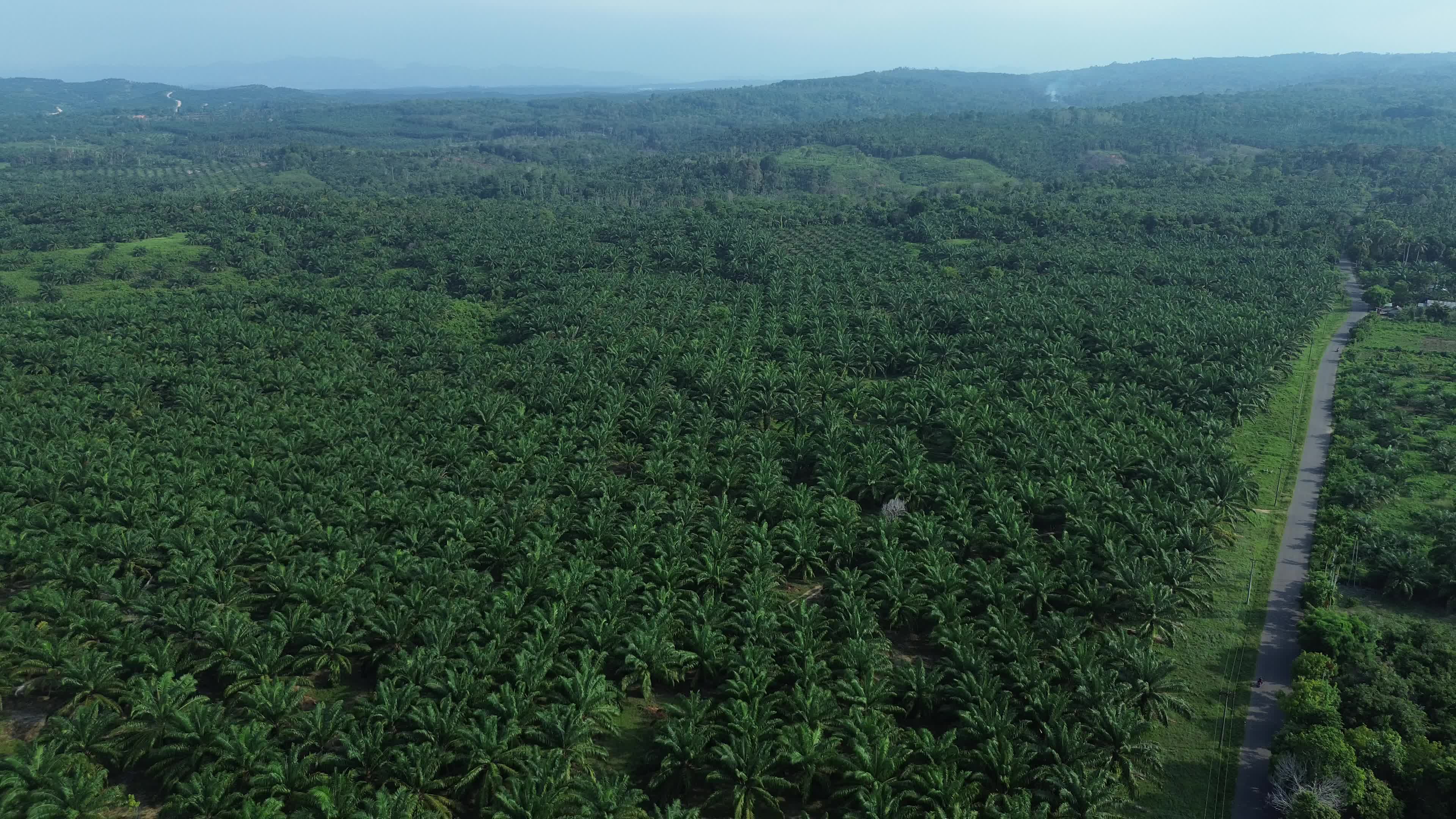 Aerial View of Palm Oil Plantations in Aceh