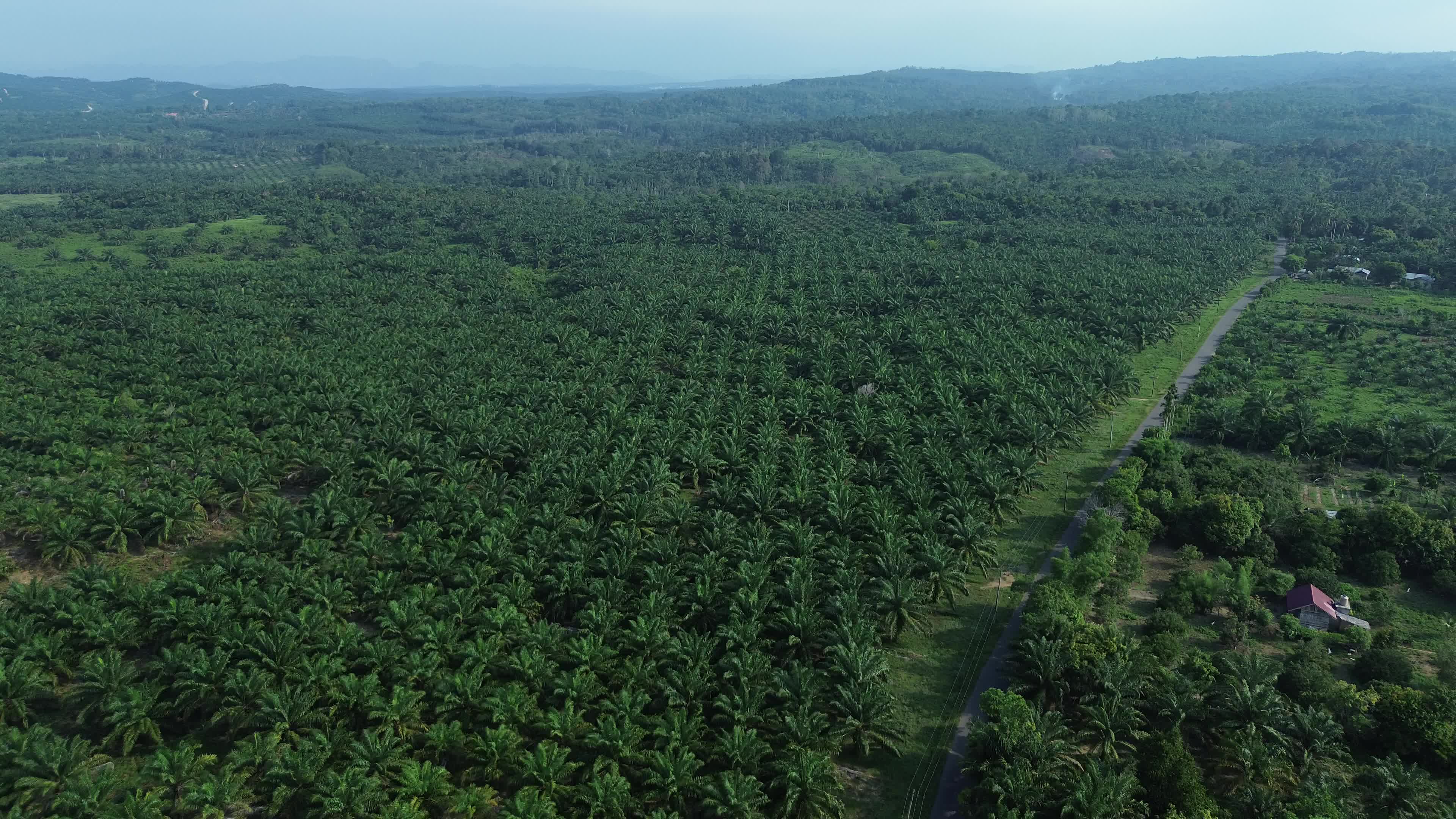 Aerial View of Palm Oil Plantations in Aceh