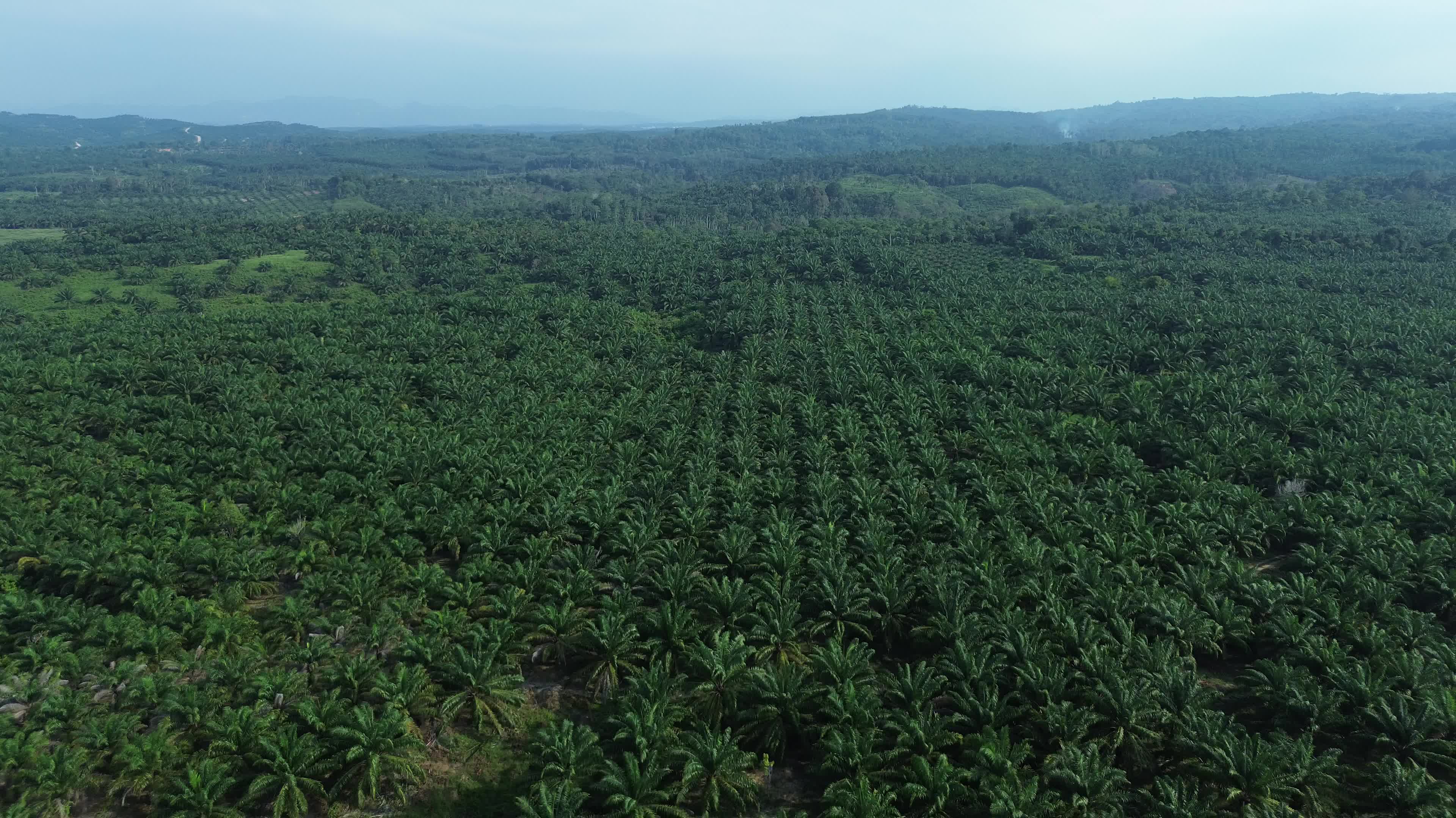 Aerial View of Palm Oil Plantations in Aceh