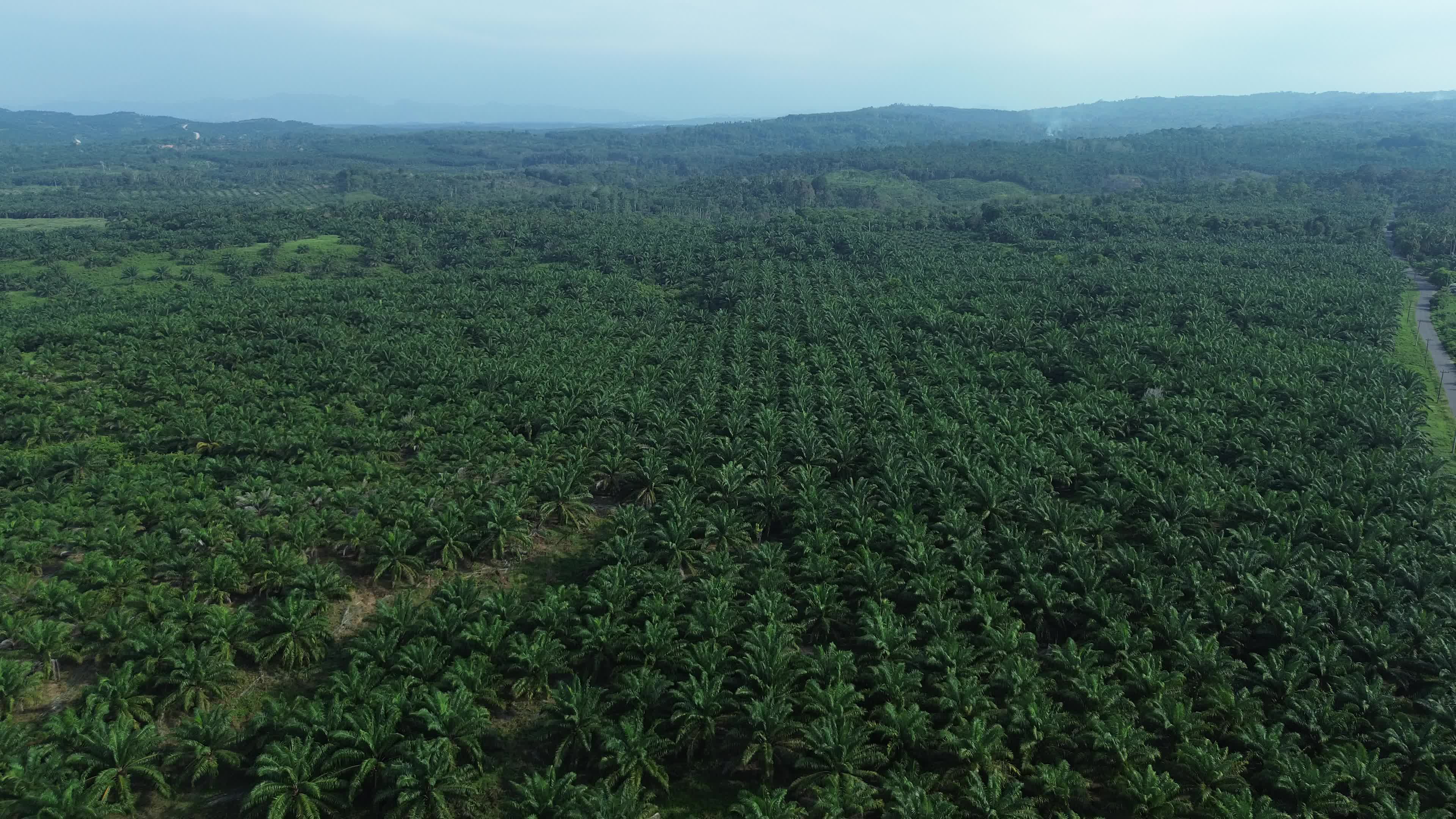 Aerial View of Palm Oil Plantations in Aceh