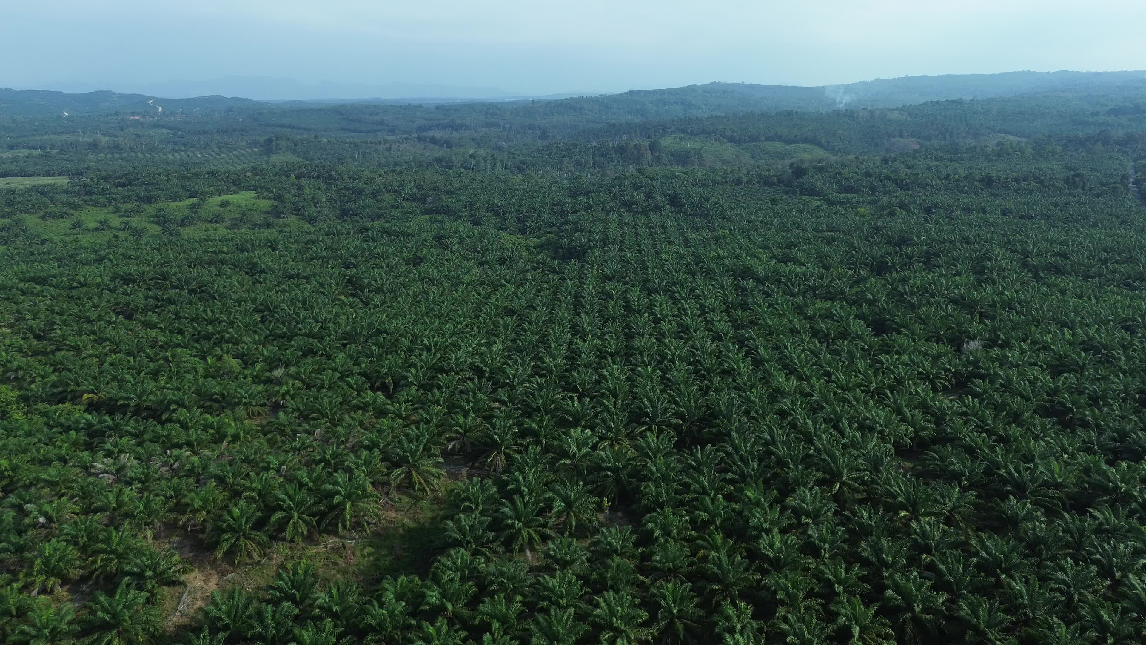 Aerial View of Palm Oil Plantations in Aceh