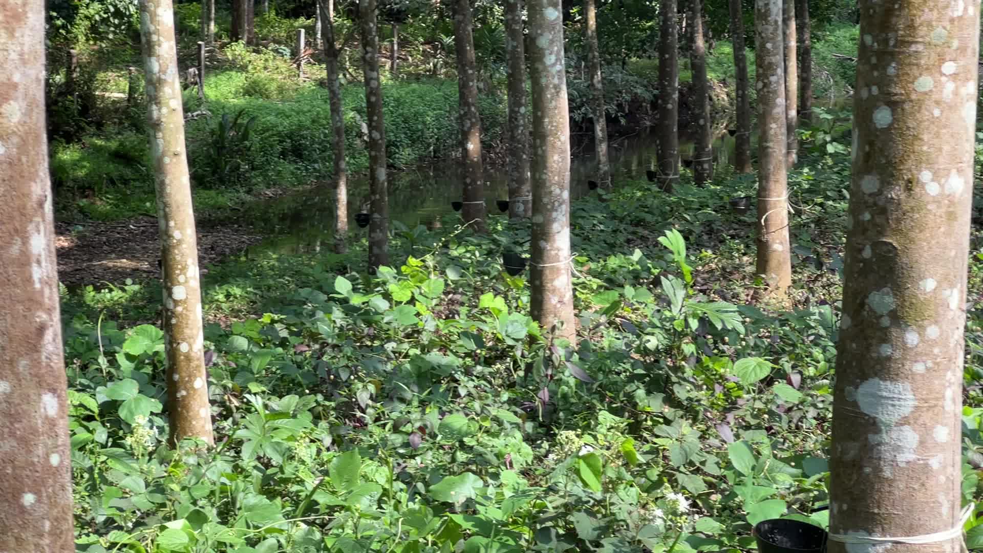 Rubber estate in Kerala
