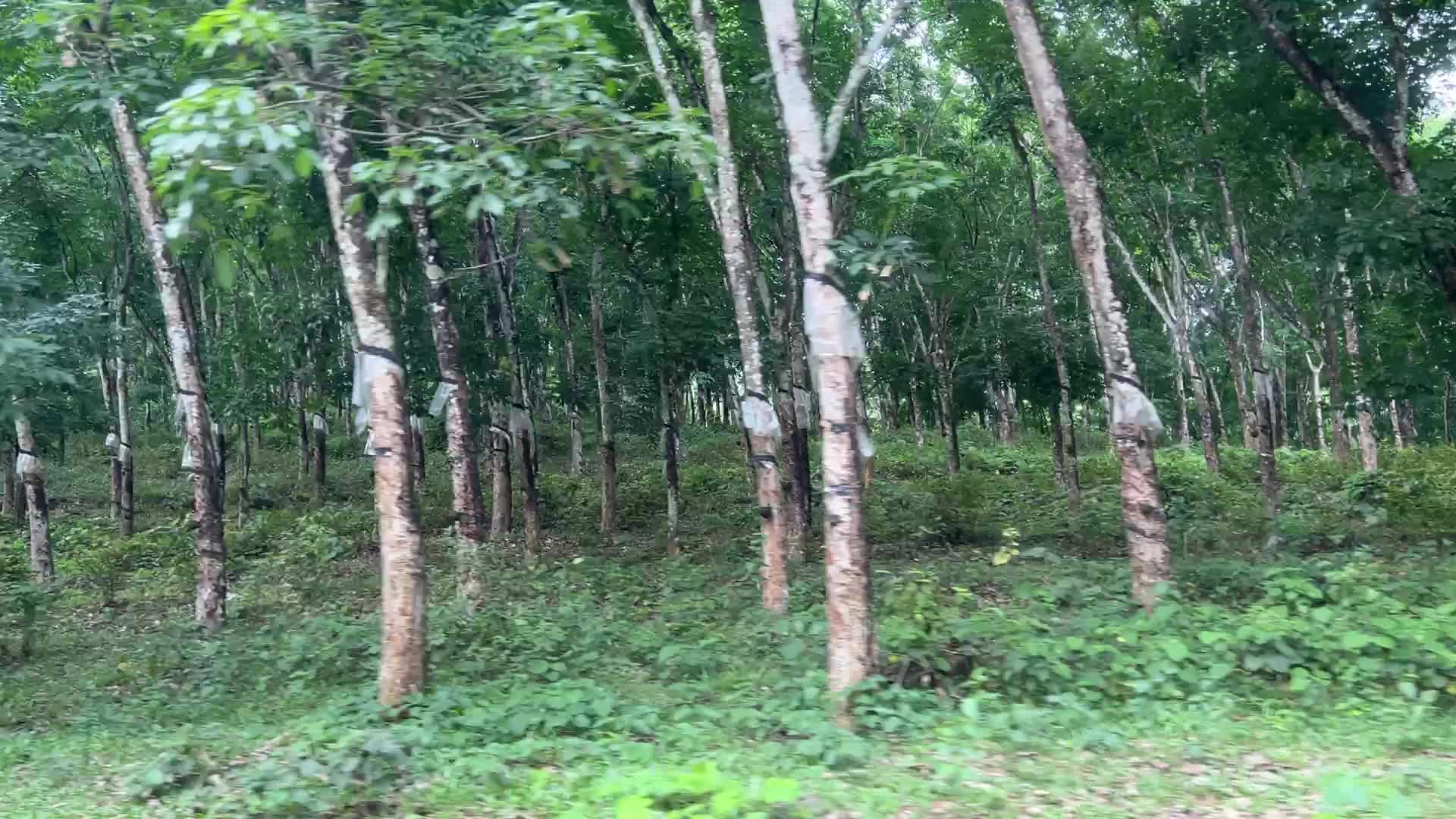 Rubber estate in Kerala