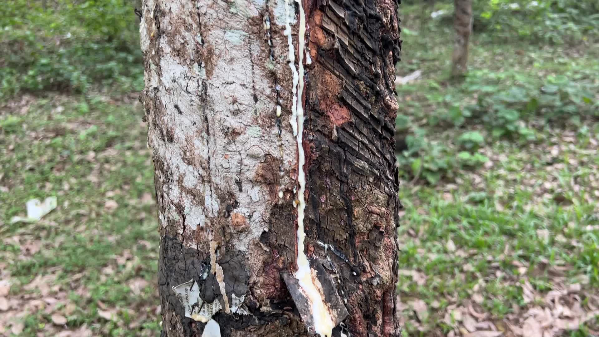Rubber estate in Kerala
