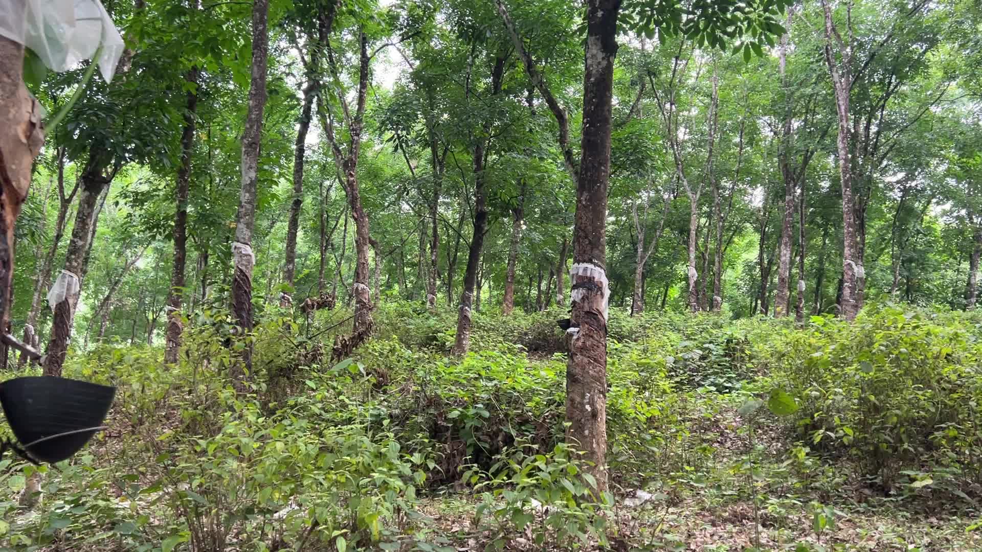 Rubber estate in Kerala