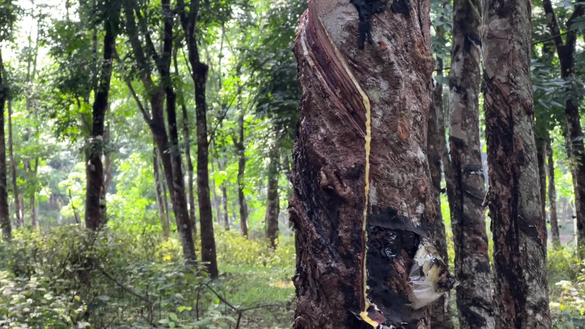 Rubber estate in Kerala