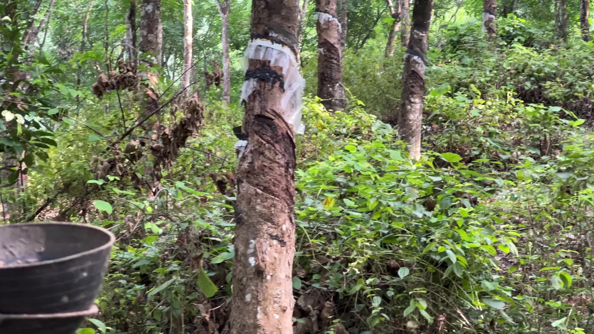 Rubber estate in Kerala
