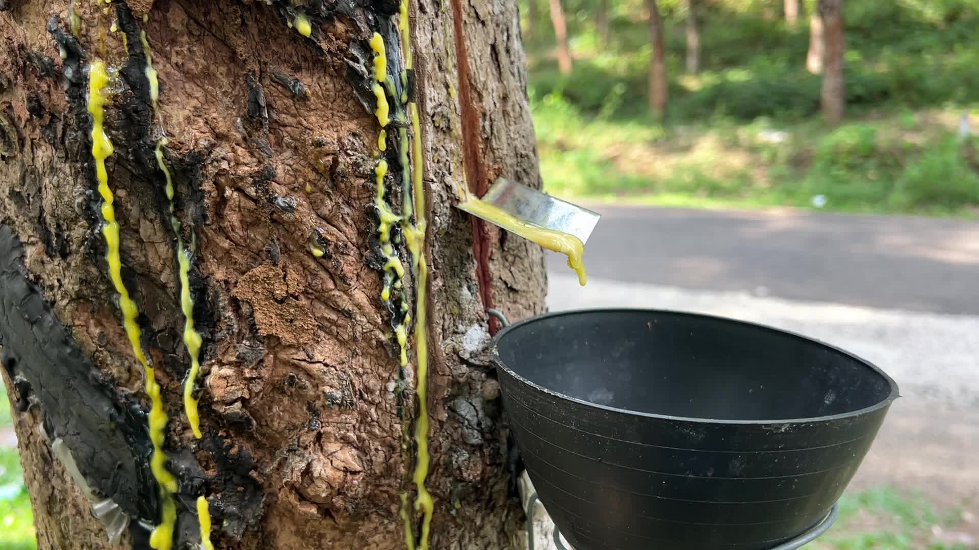 Rubber estate in Kerala