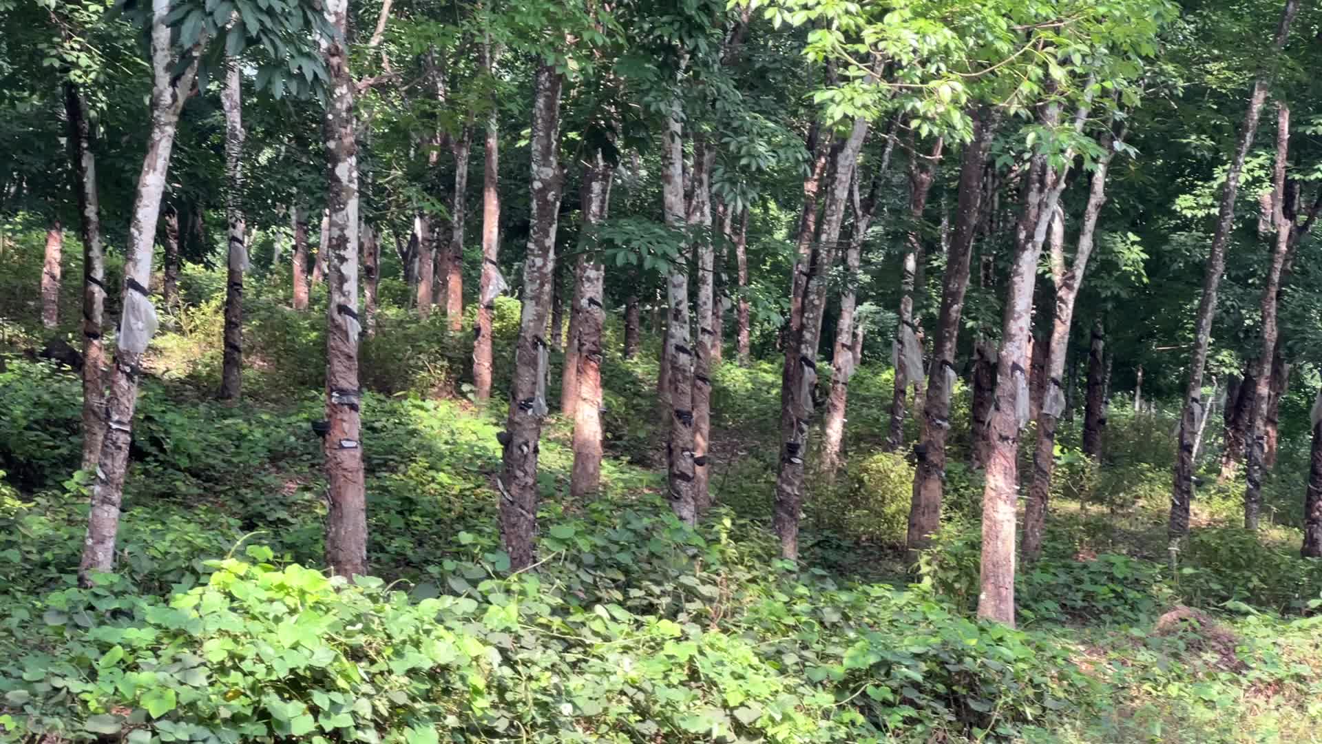 Rubber estate in Kerala