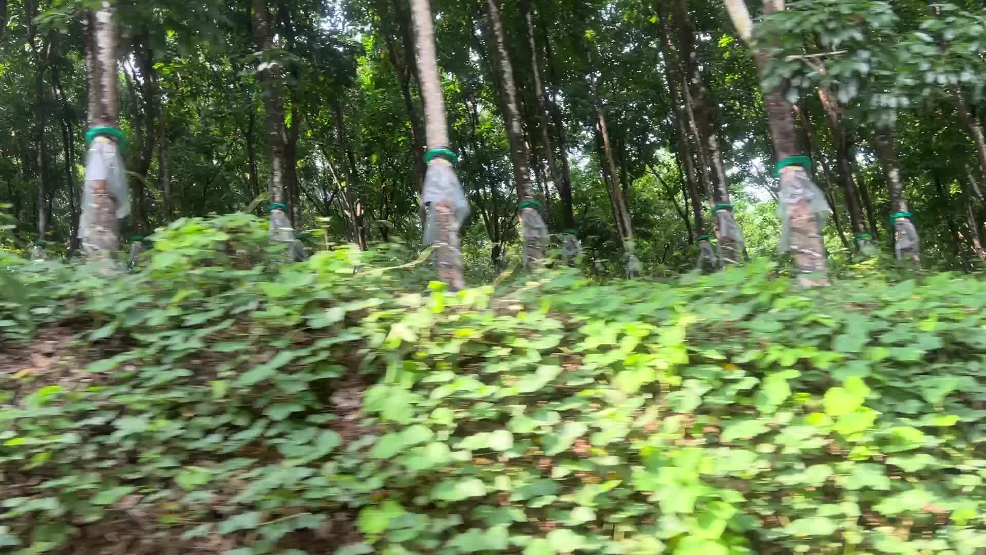 Rubber estate in Kerala