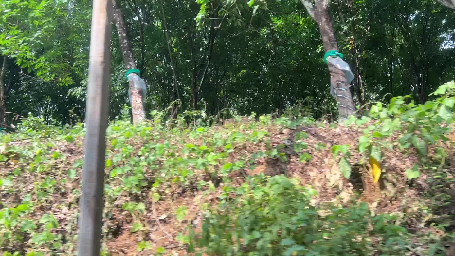 Rubber estate in Kerala