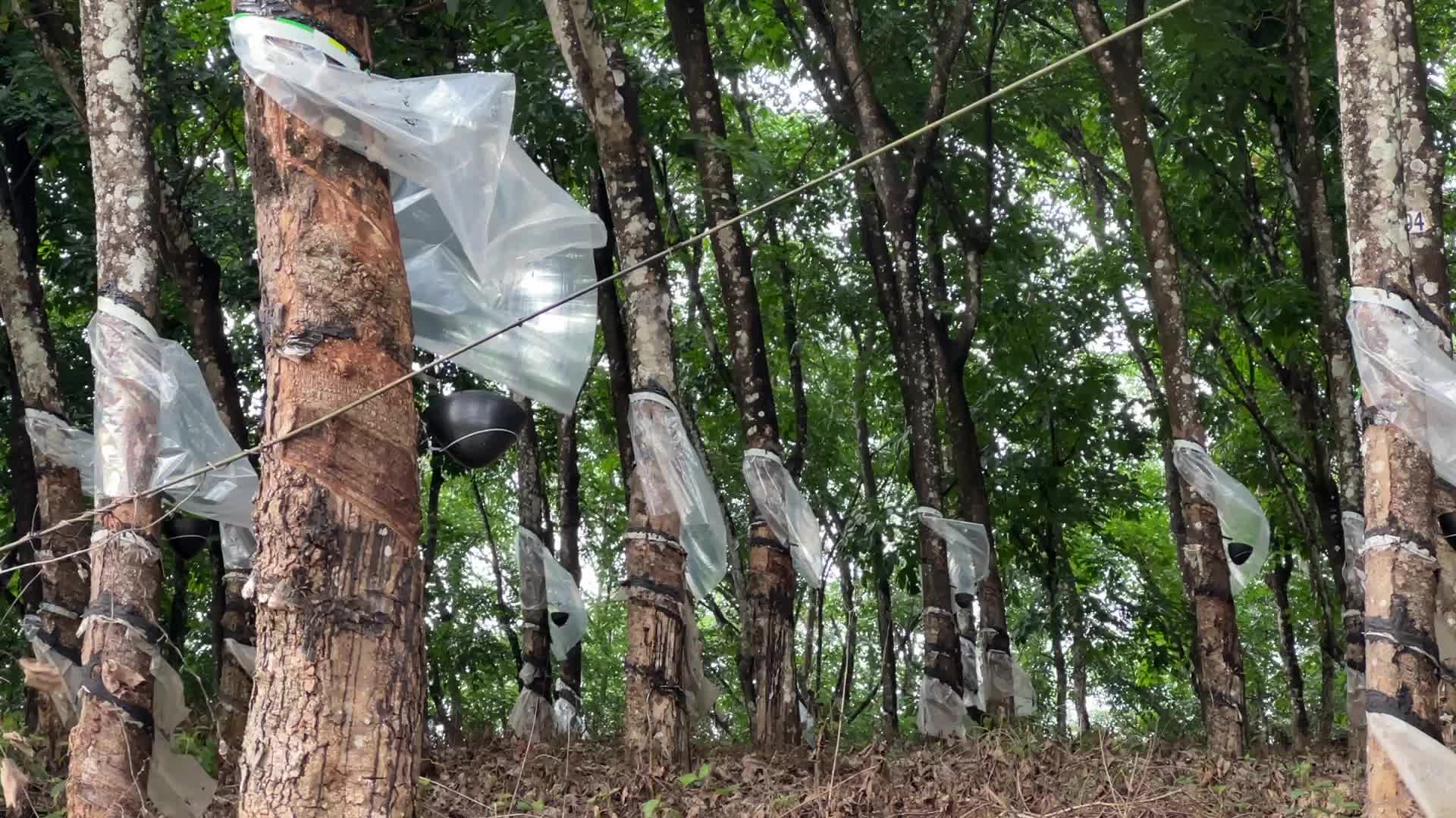 Rubber estate in Kerala