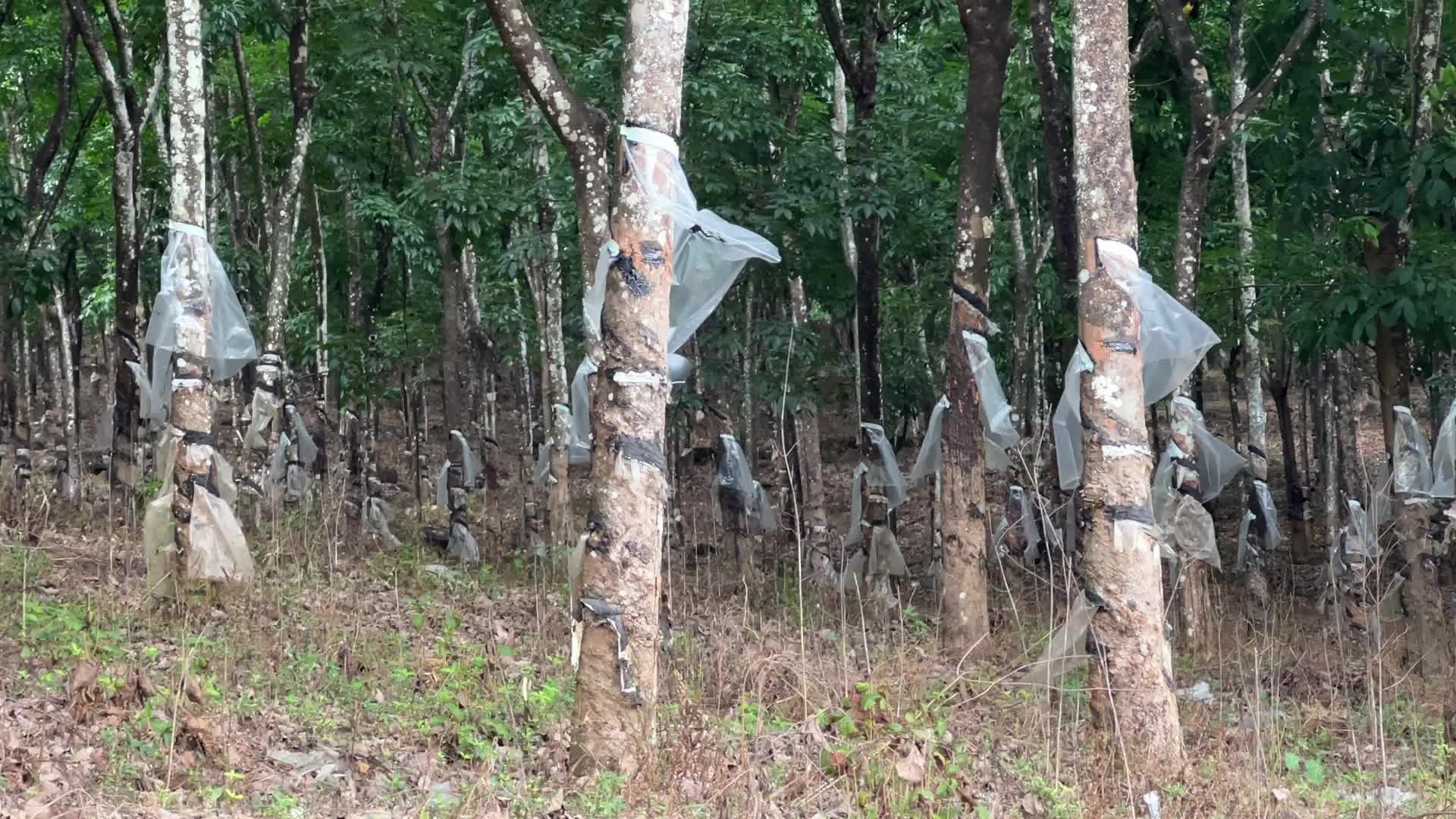 Rubber estate in Kerala