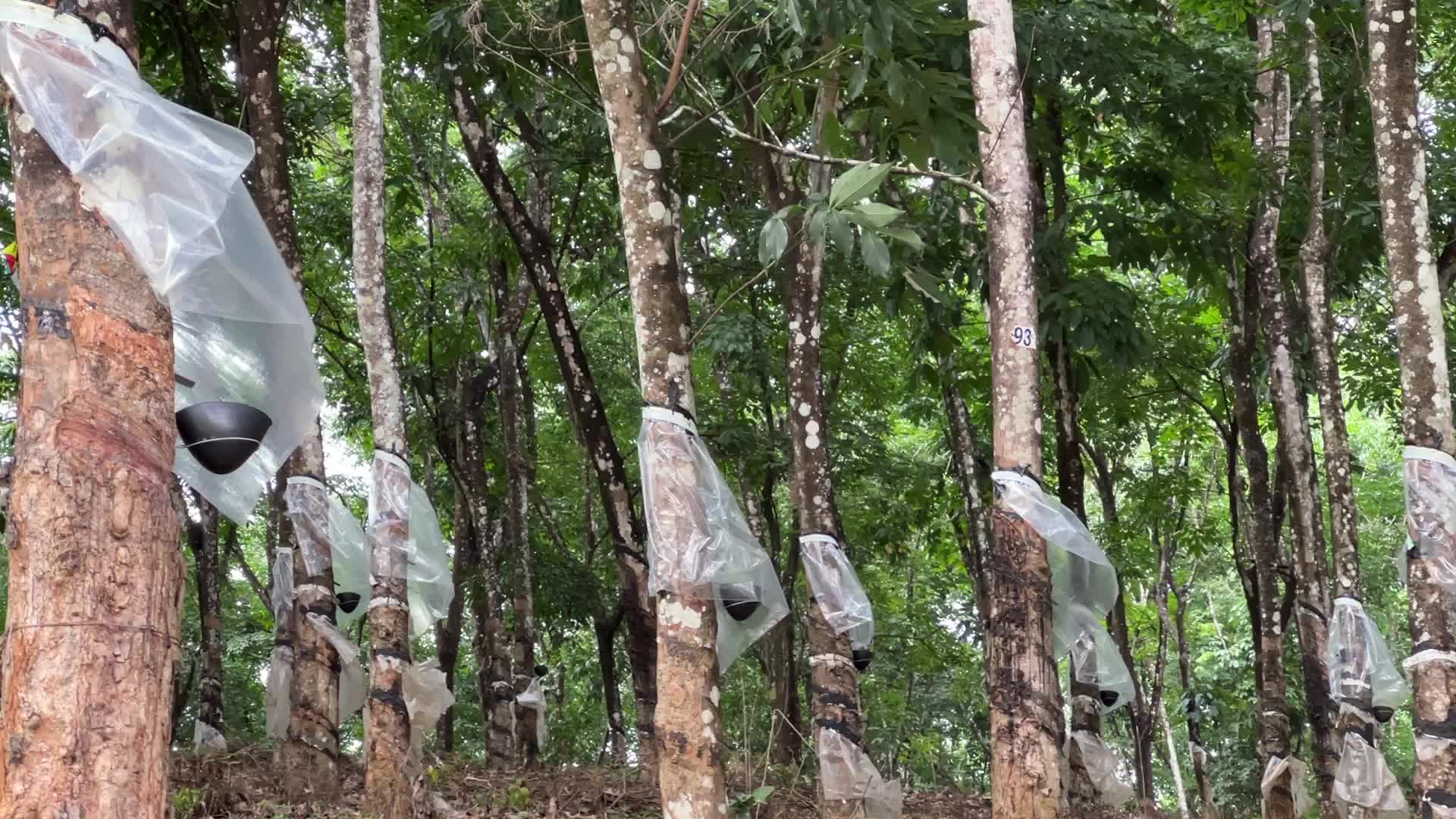 Rubber estate in Kerala