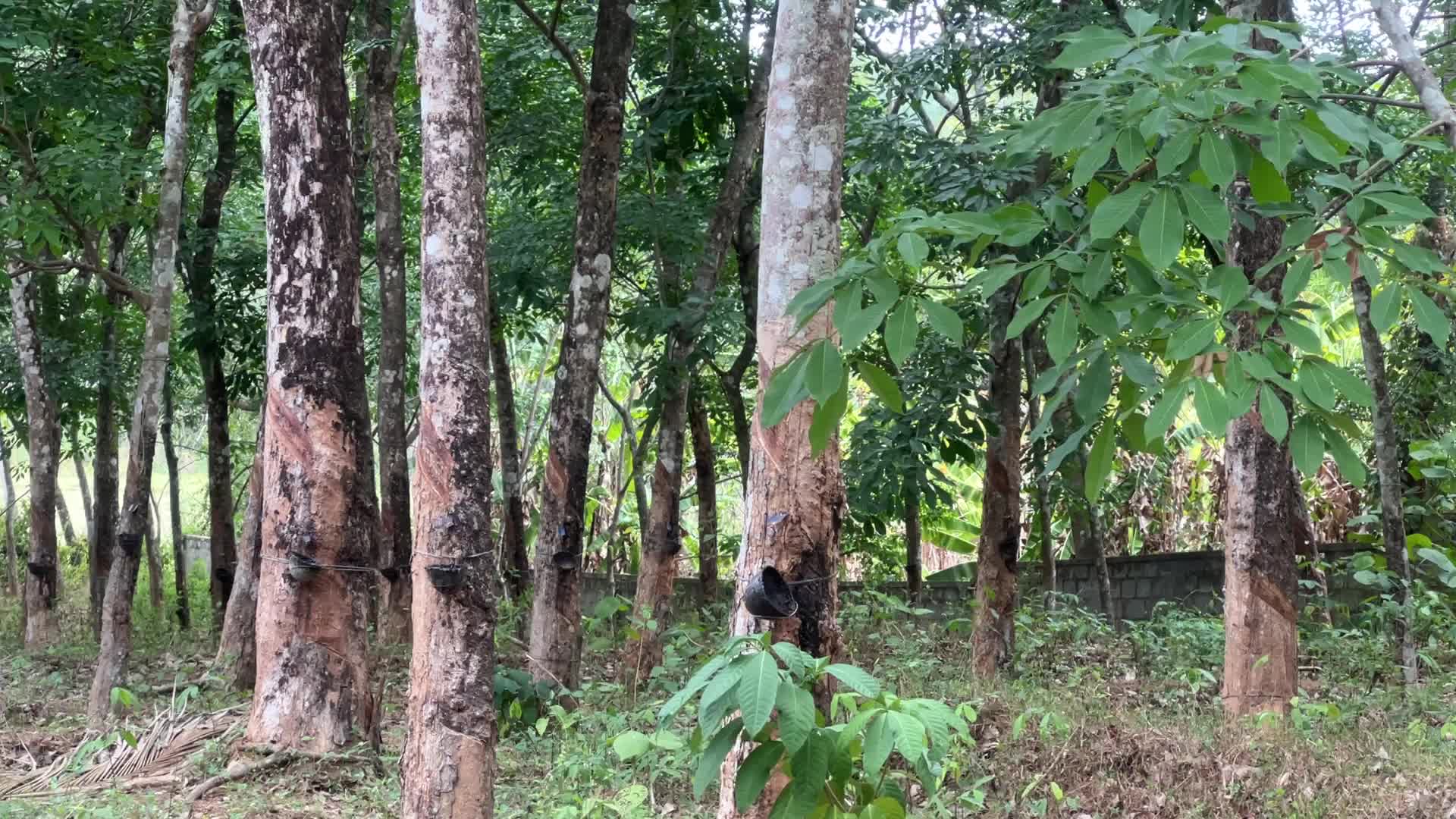 Rubber estate in Kerala