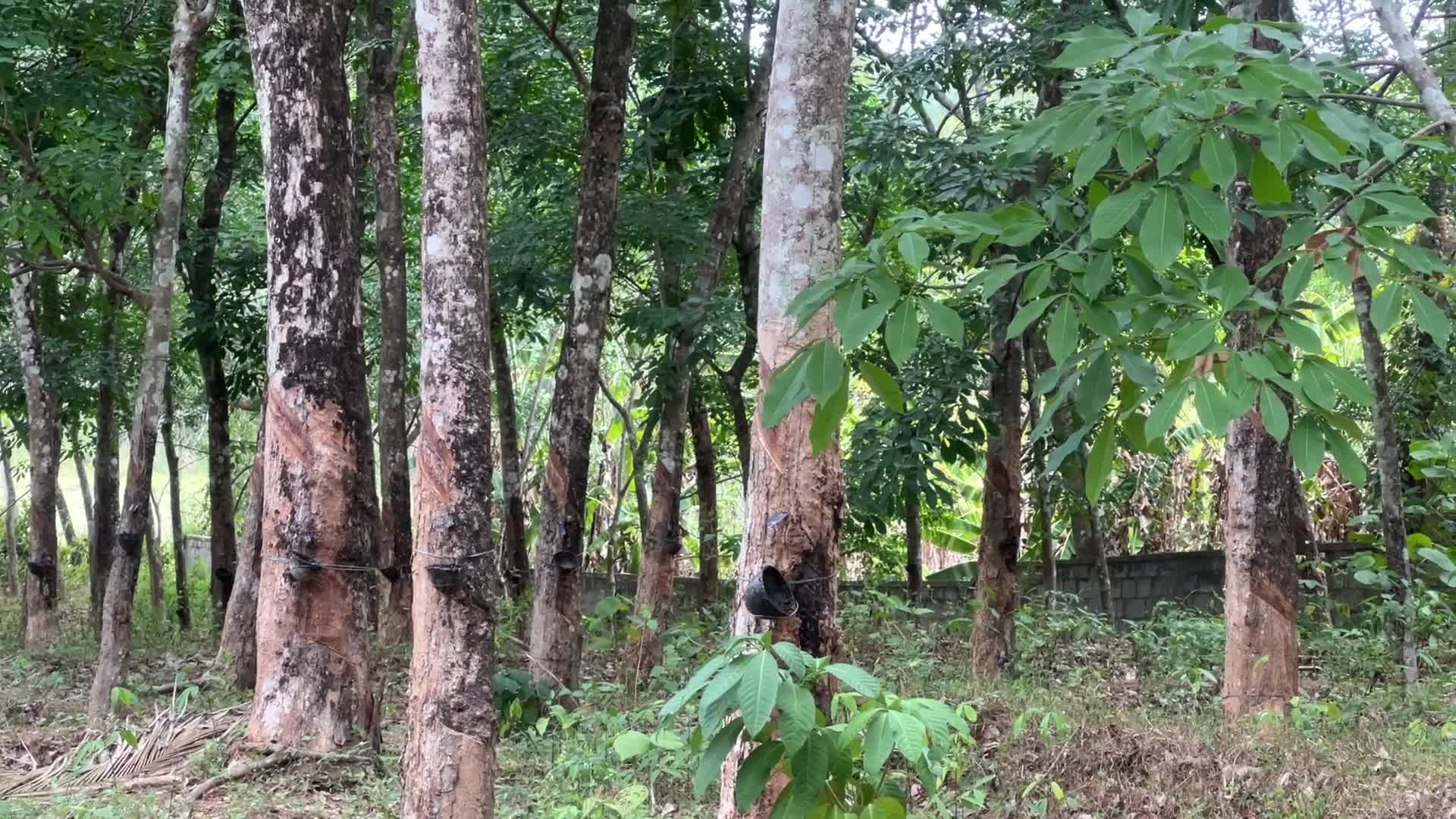 Rubber estate in Kerala