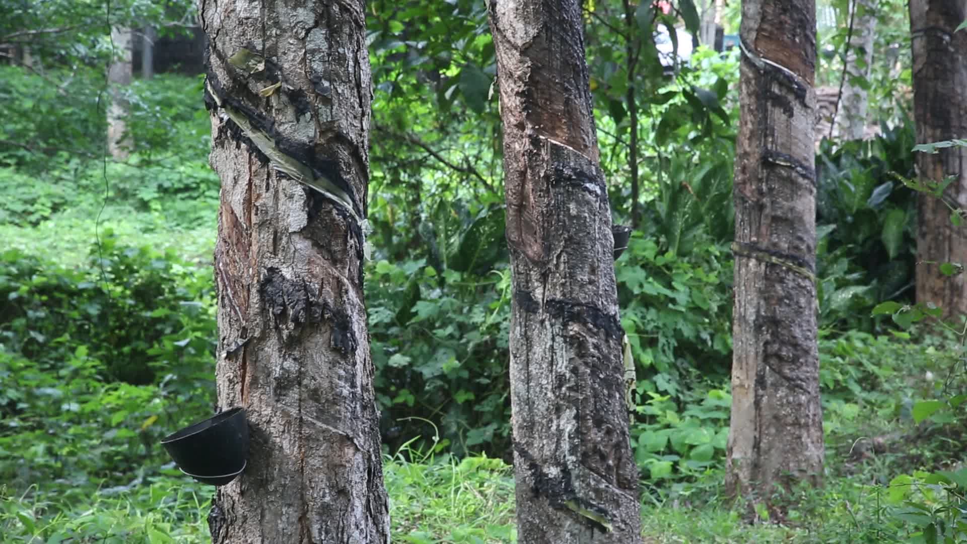 Rubber estate in Kerala