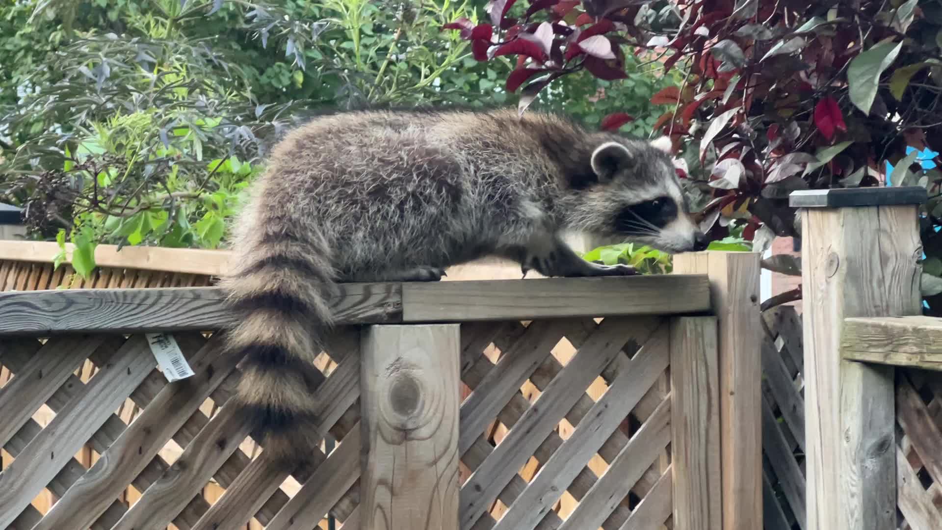 Raccoon In Toronto