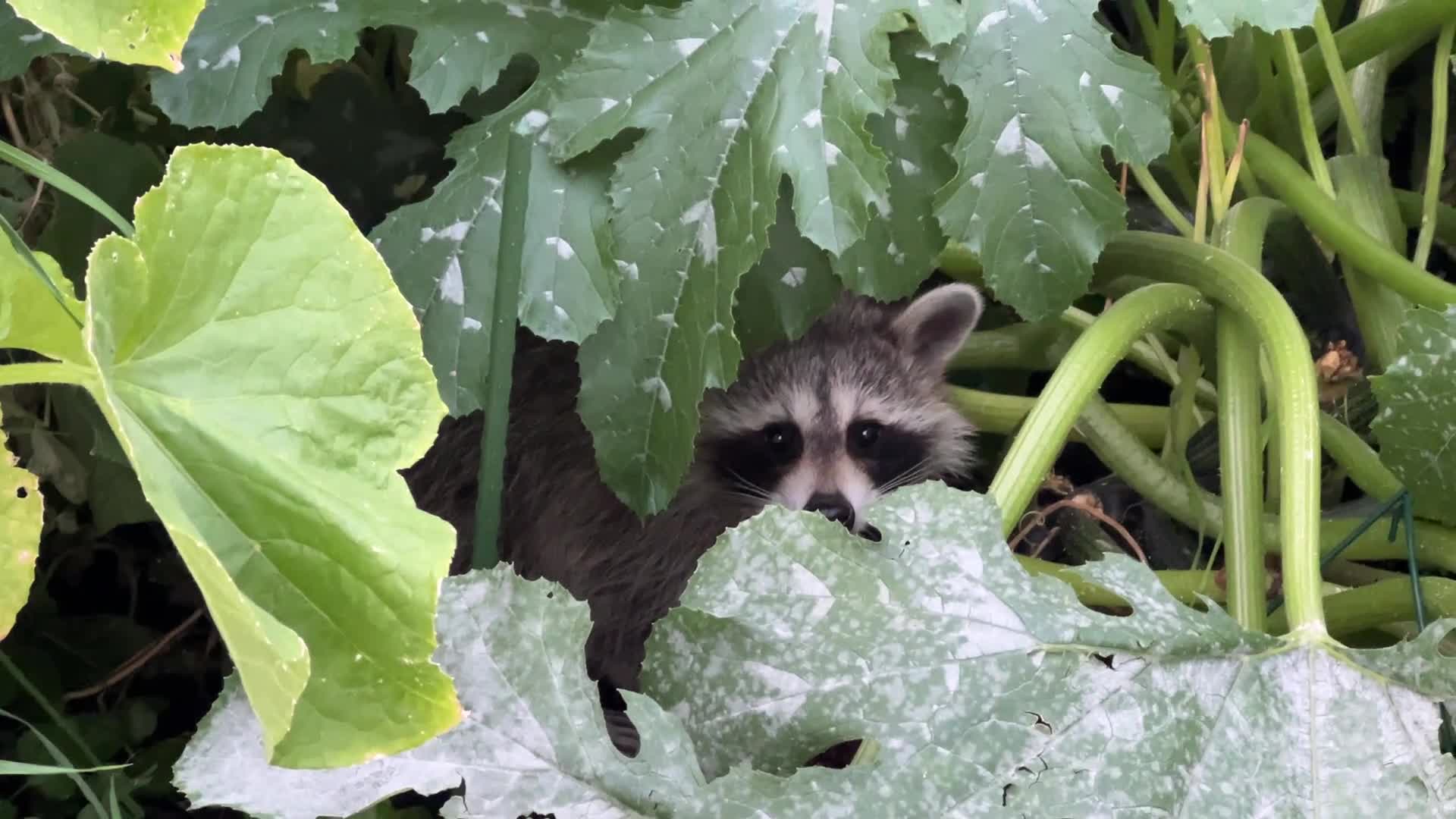Raccoon In Toronto
