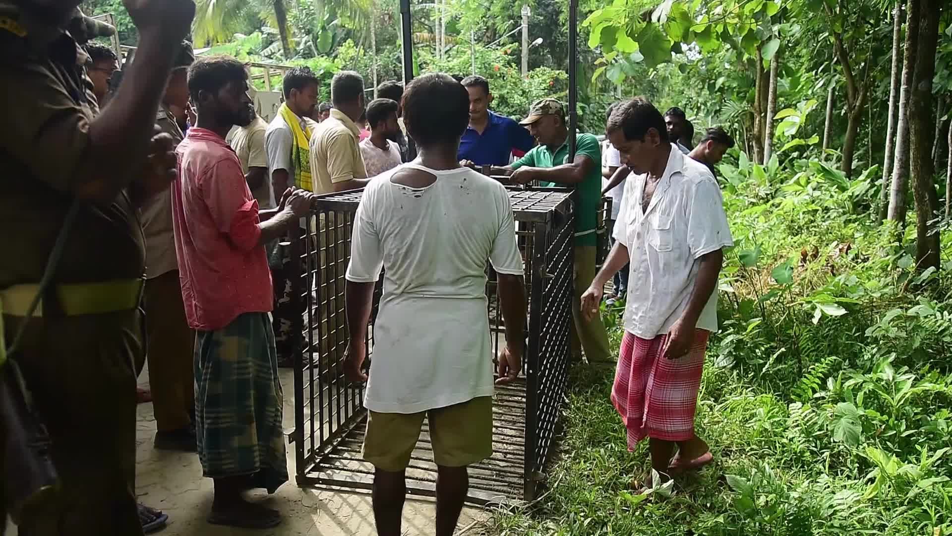 Tiger Spotted Roaming Through Jute Field In India's Assam 