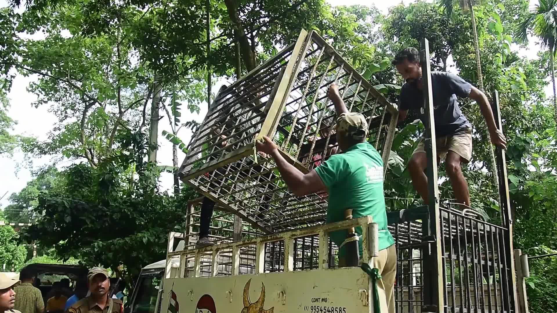 Tiger Spotted Roaming Through Jute Field In India's Assam 