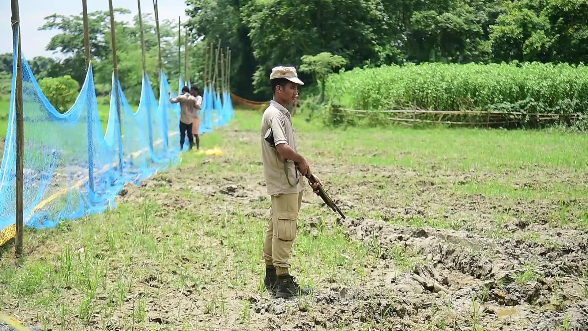 Tiger Spotted Roaming Through Jute Field In India's Assam 
