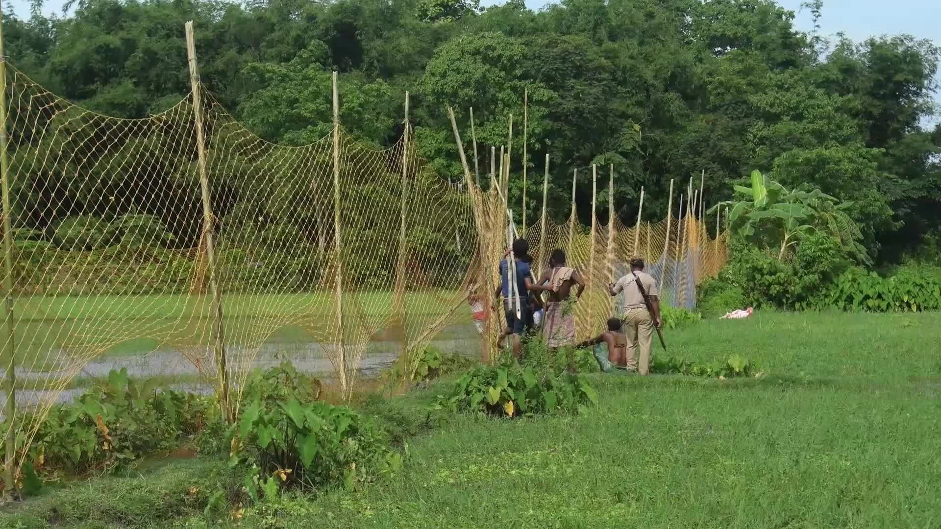Tiger Spotted Roaming Through Jute Field In India's Assam 