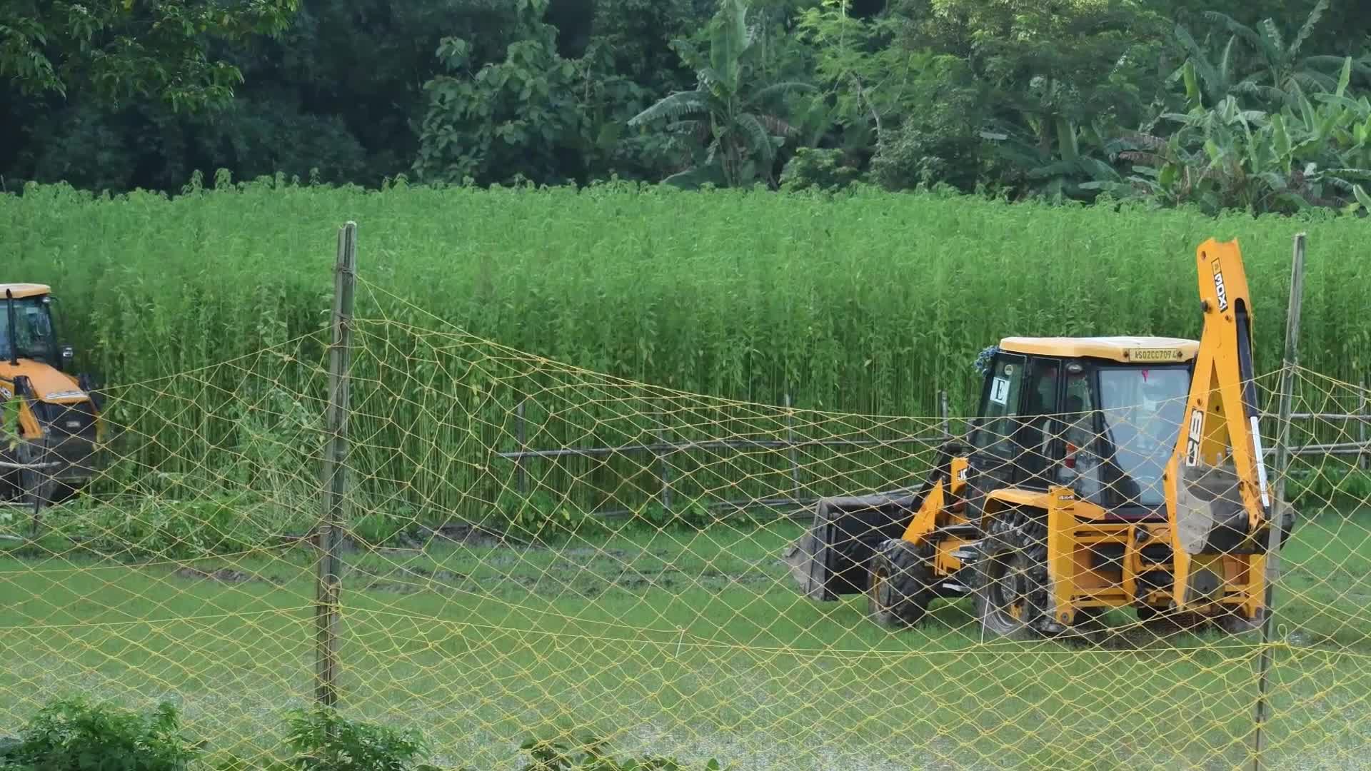 Tiger Spotted Roaming Through Jute Field In India's Assam 