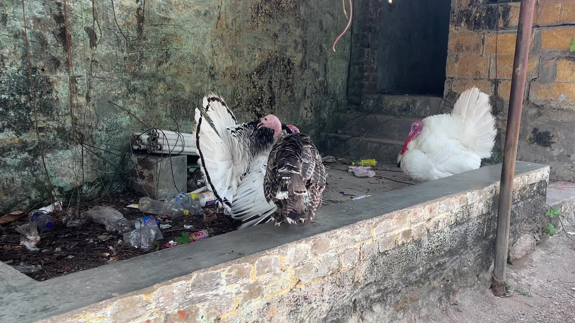 Daily life in Kerala