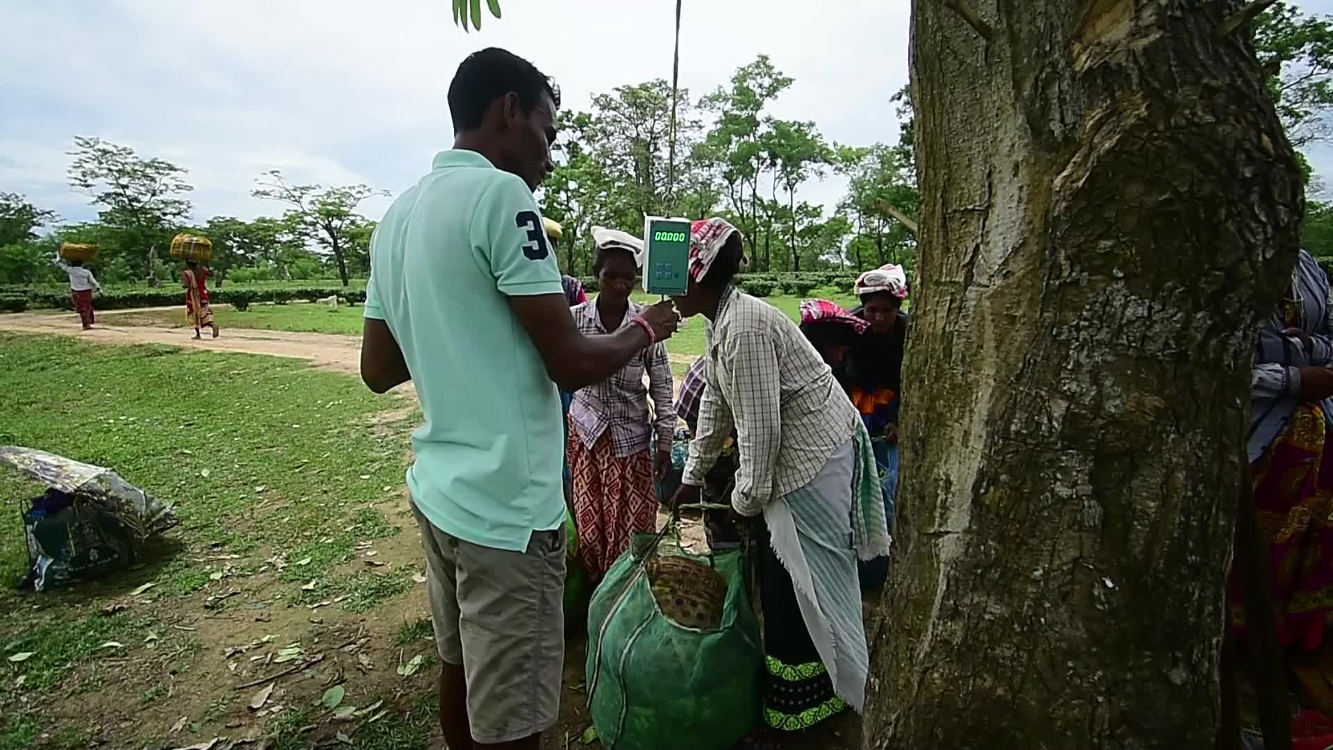 Tea farmers in India