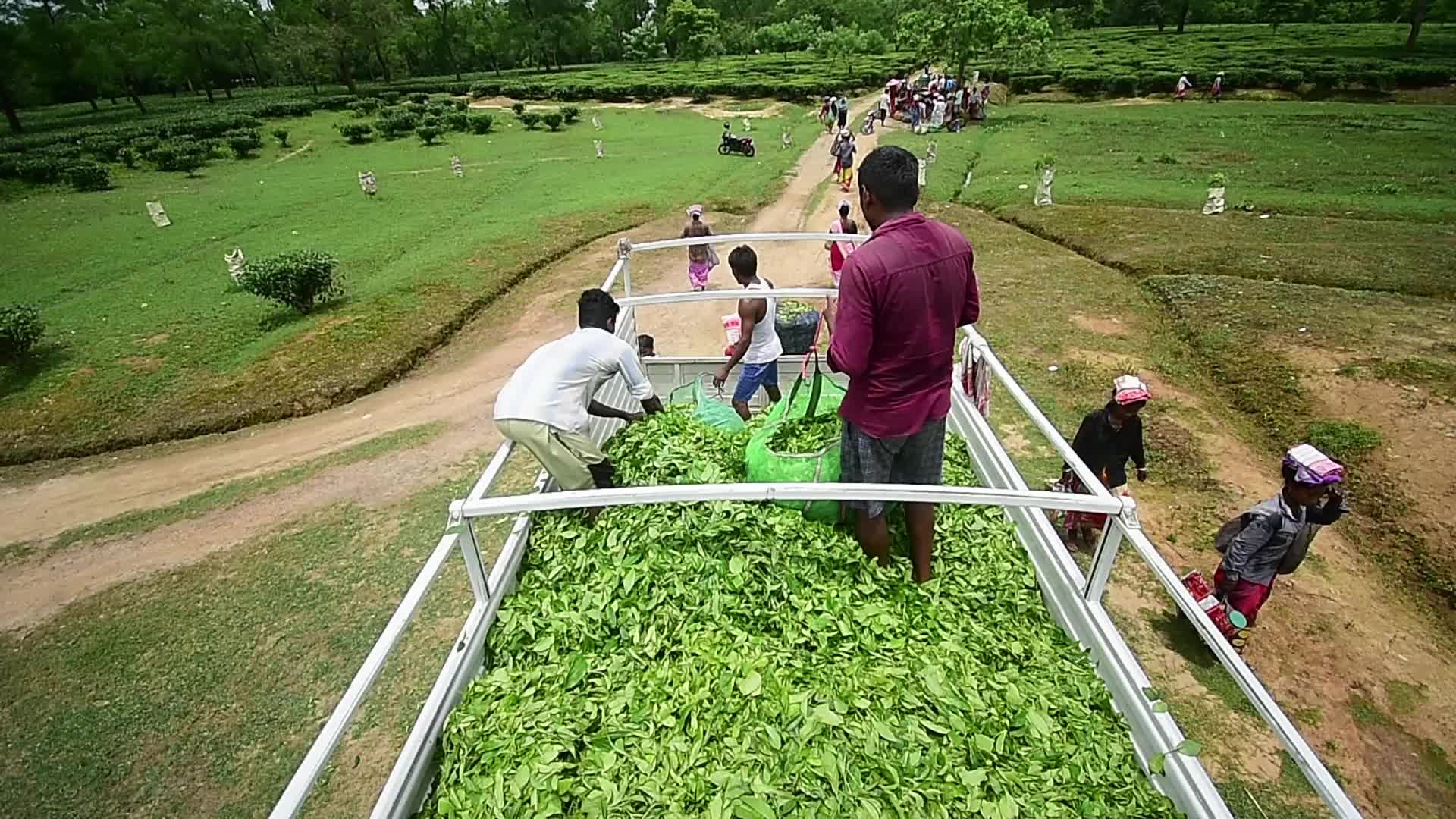 Tea farmers in India
