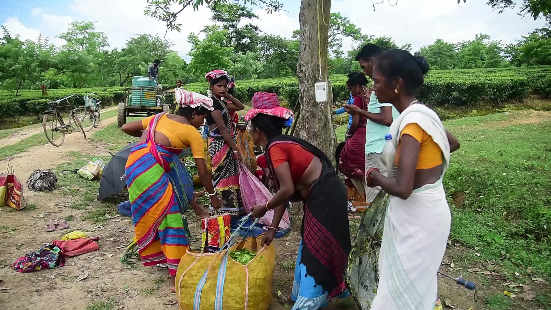 Tea farmers in India