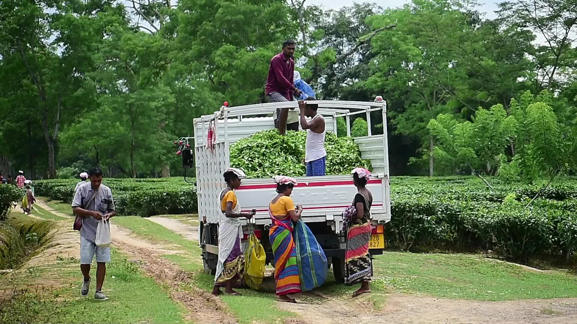 Tea farmers in India