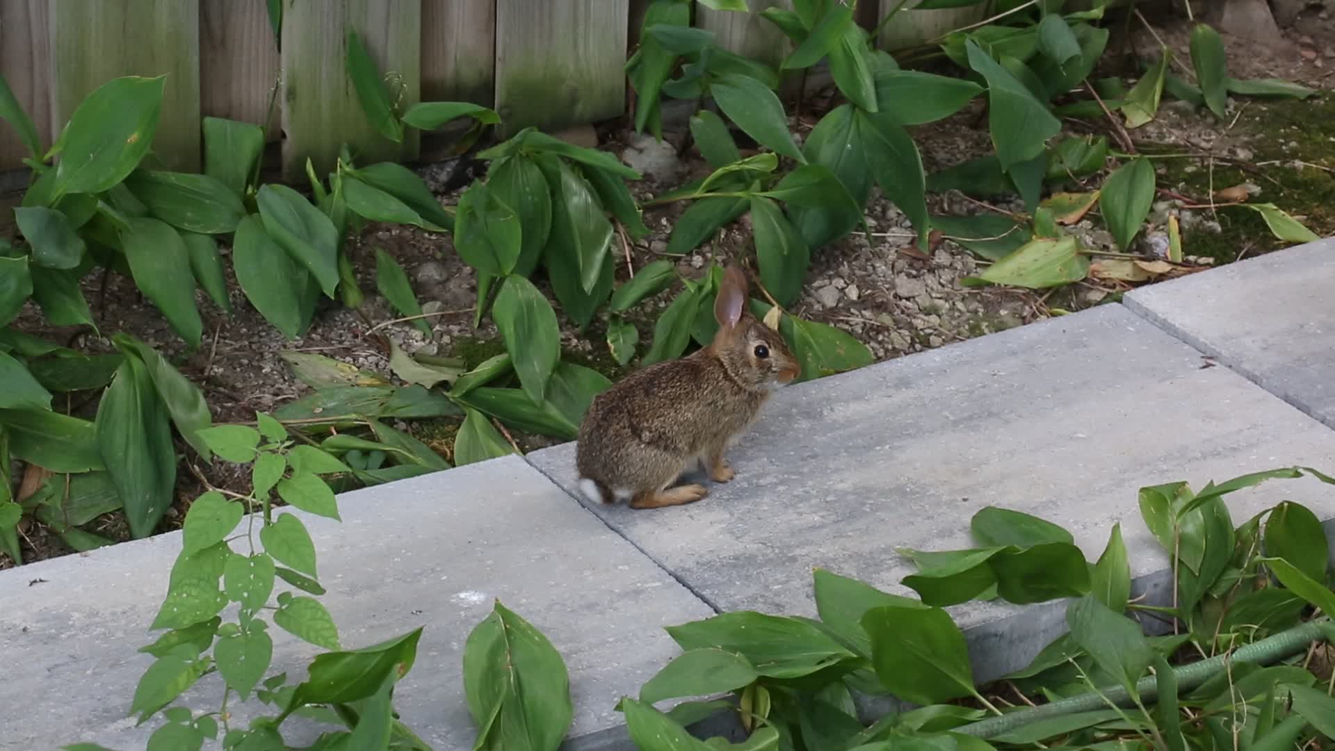 Wild rabbit