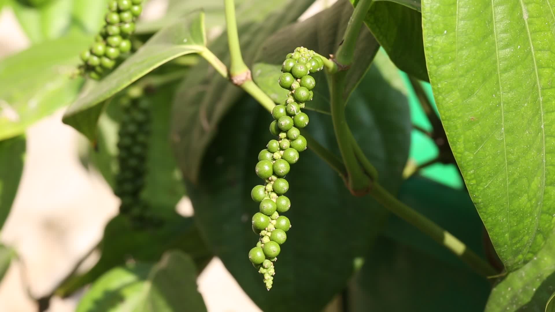 Black Pepper Plant