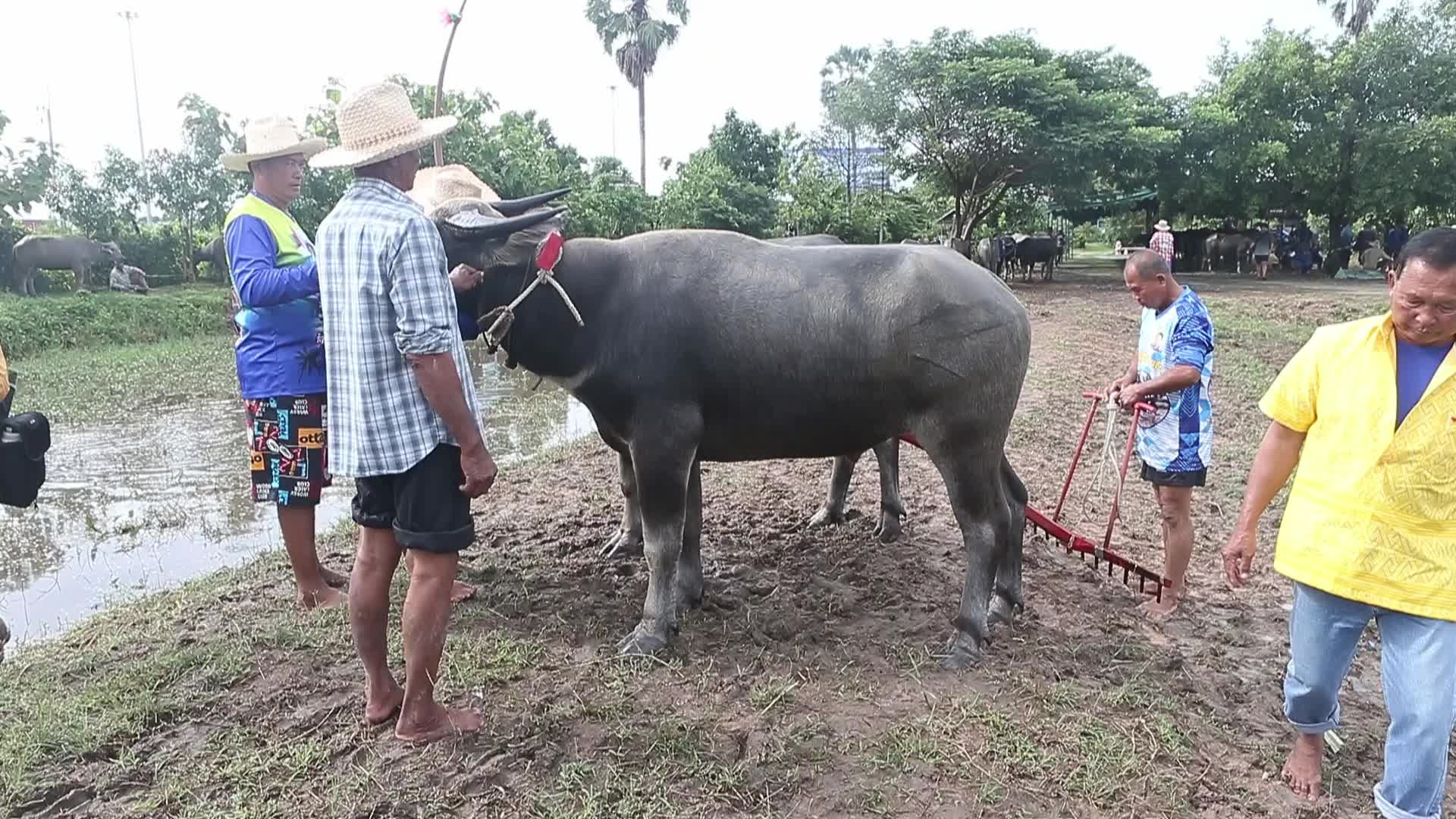 Buffalo race festival in Thailand
