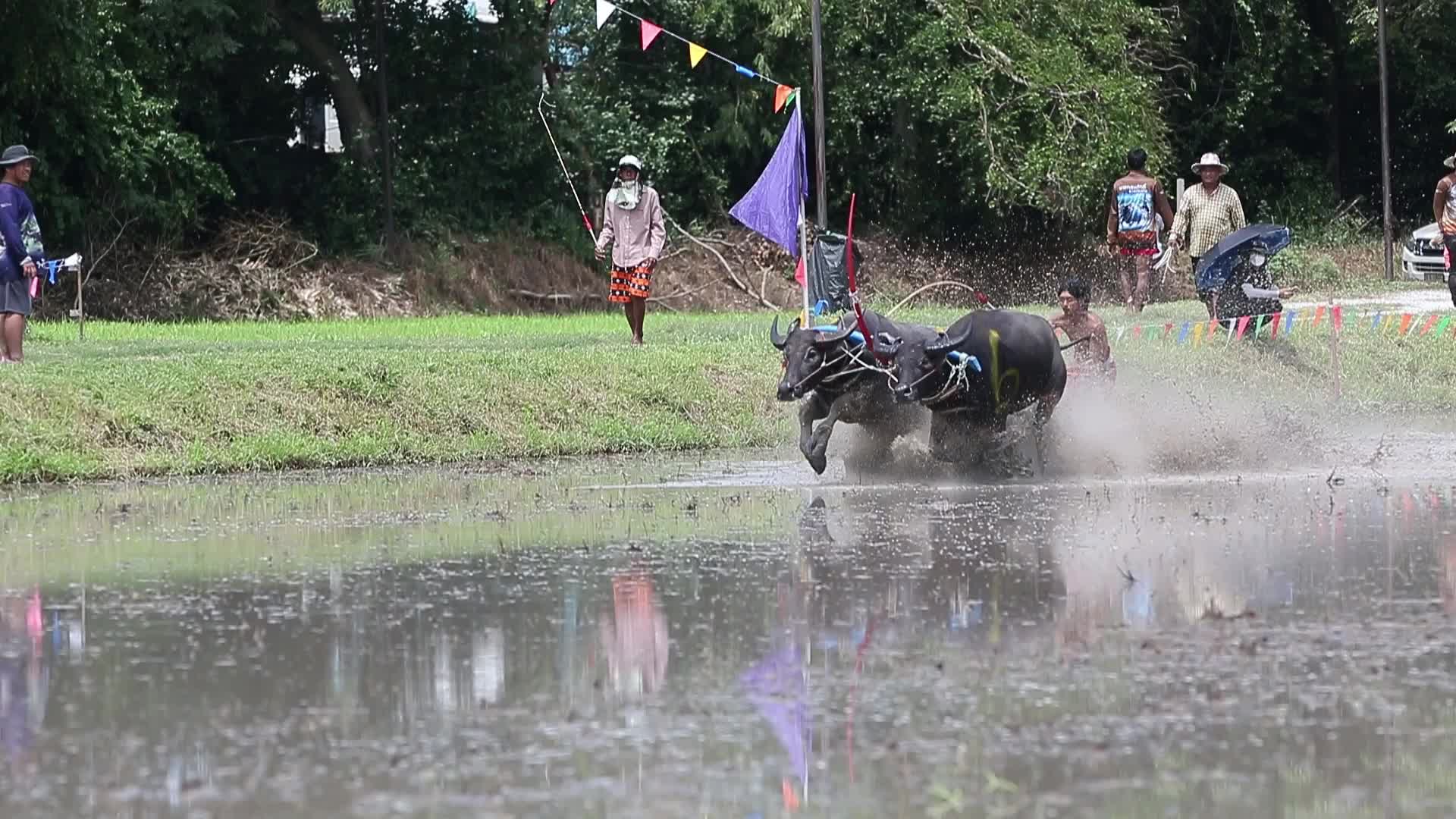 Buffalo race festival in Thailand