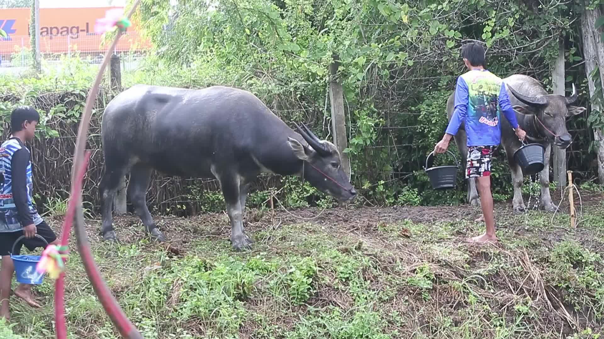 Buffalo race festival in Thailand