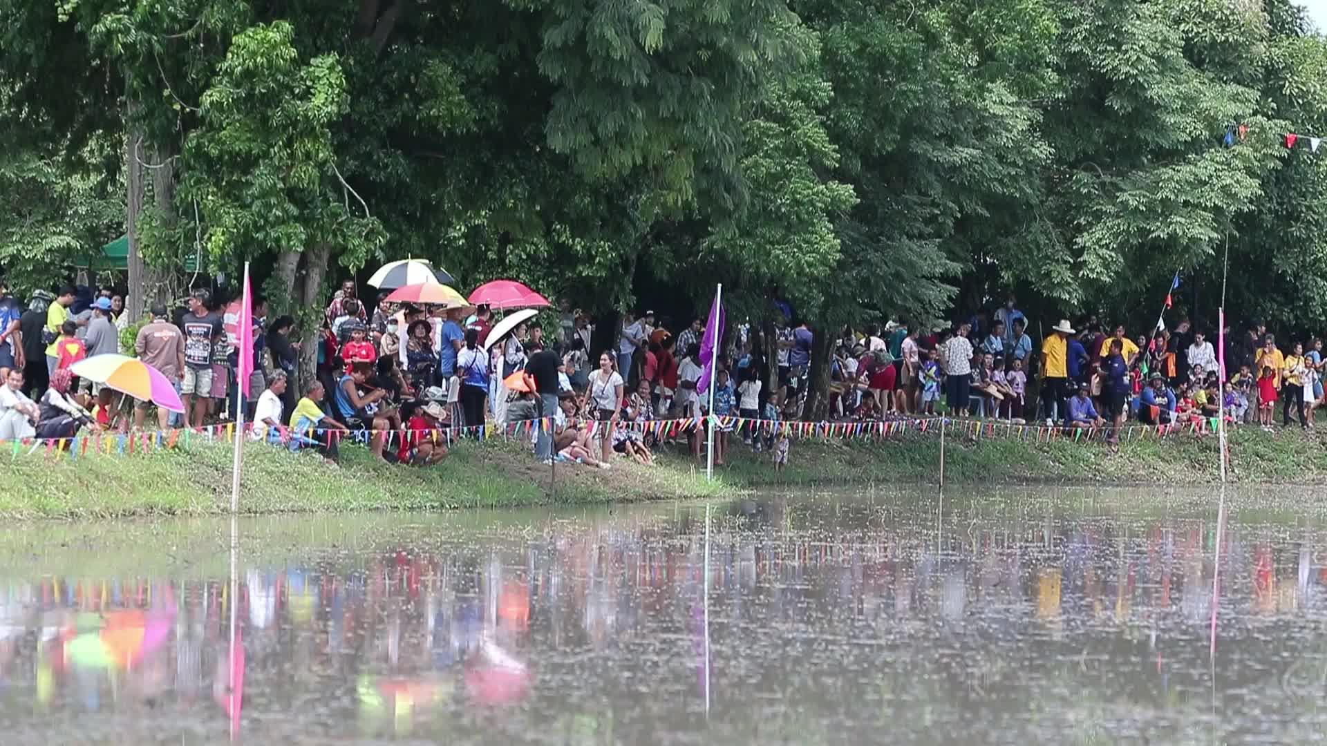 Buffalo race festival in Thailand