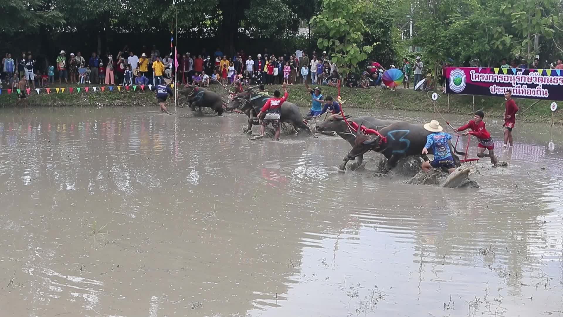 Buffalo race festival in Thailand