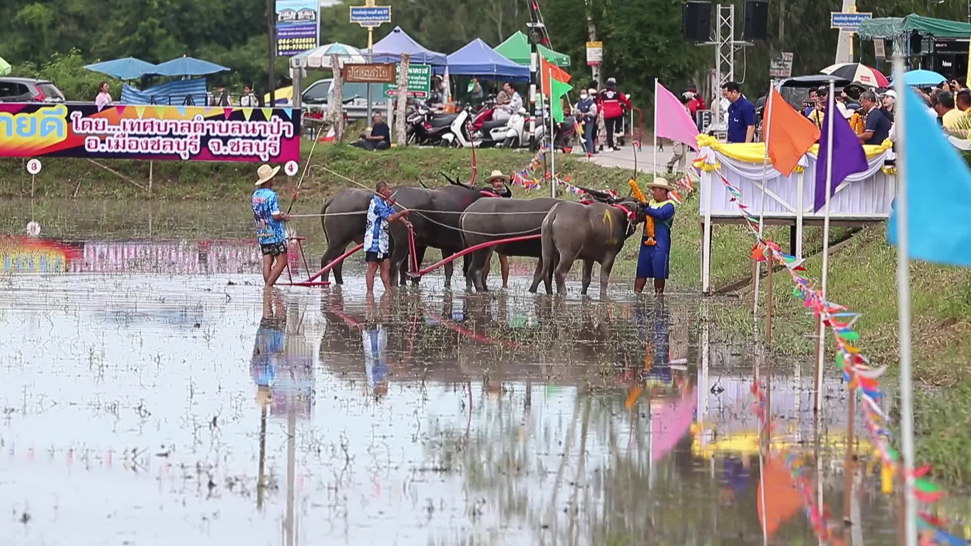 Buffalo race festival in Thailand