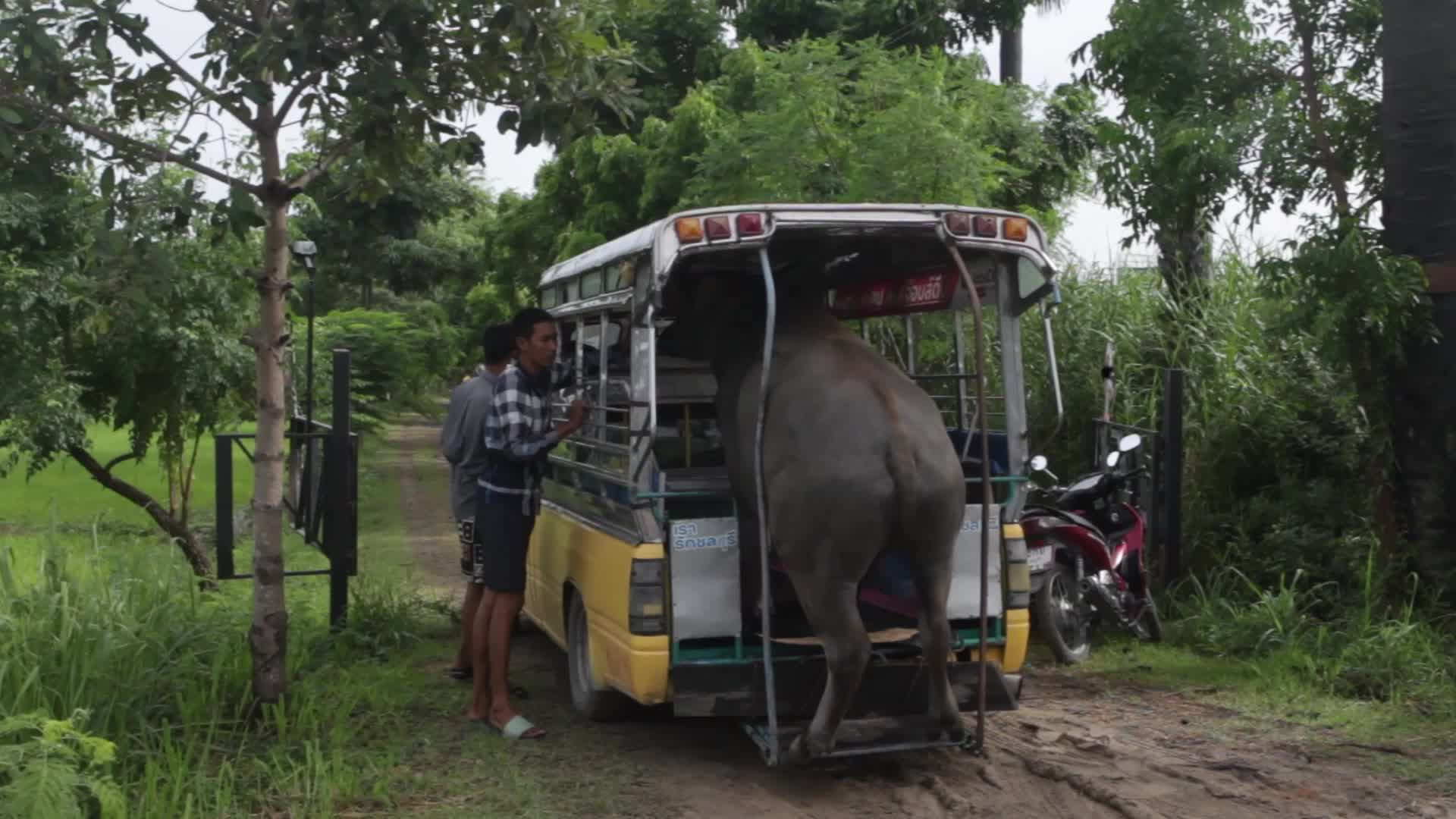 Buffalo race festival in Thailand
