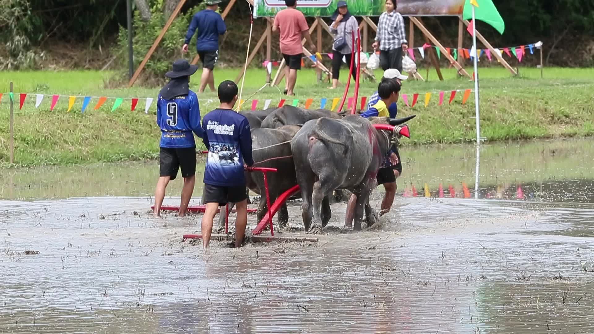 Buffalo race festival in Thailand