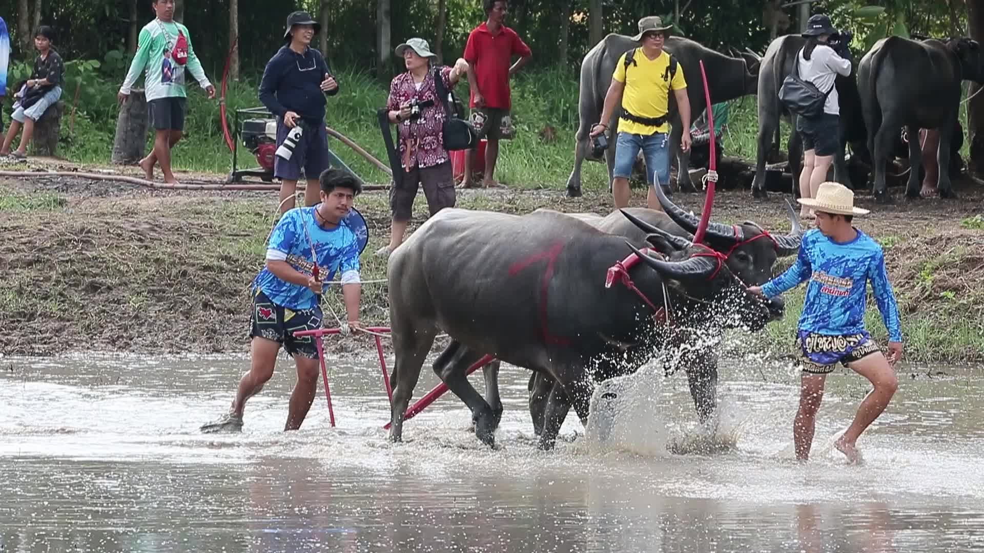 Buffalo race festival in Thailand