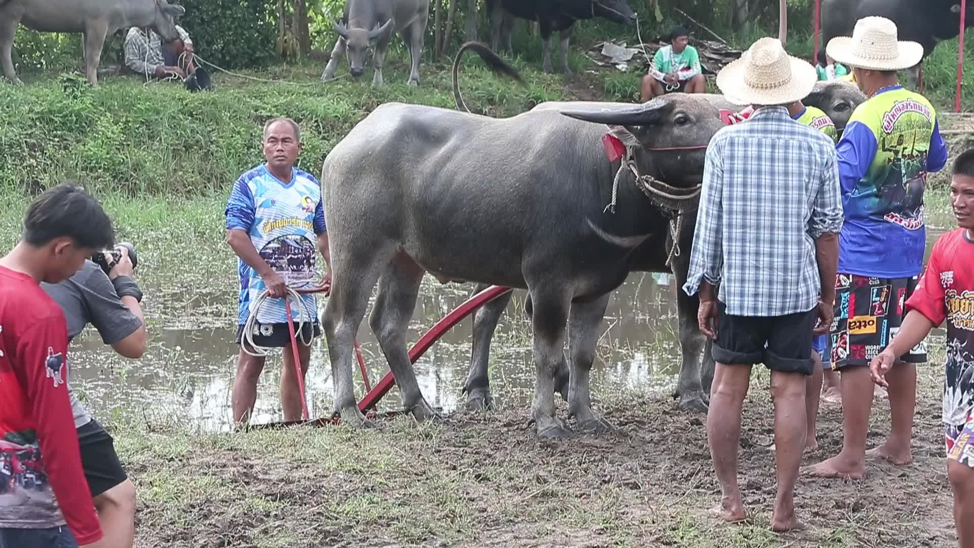 Buffalo race festival in Thailand